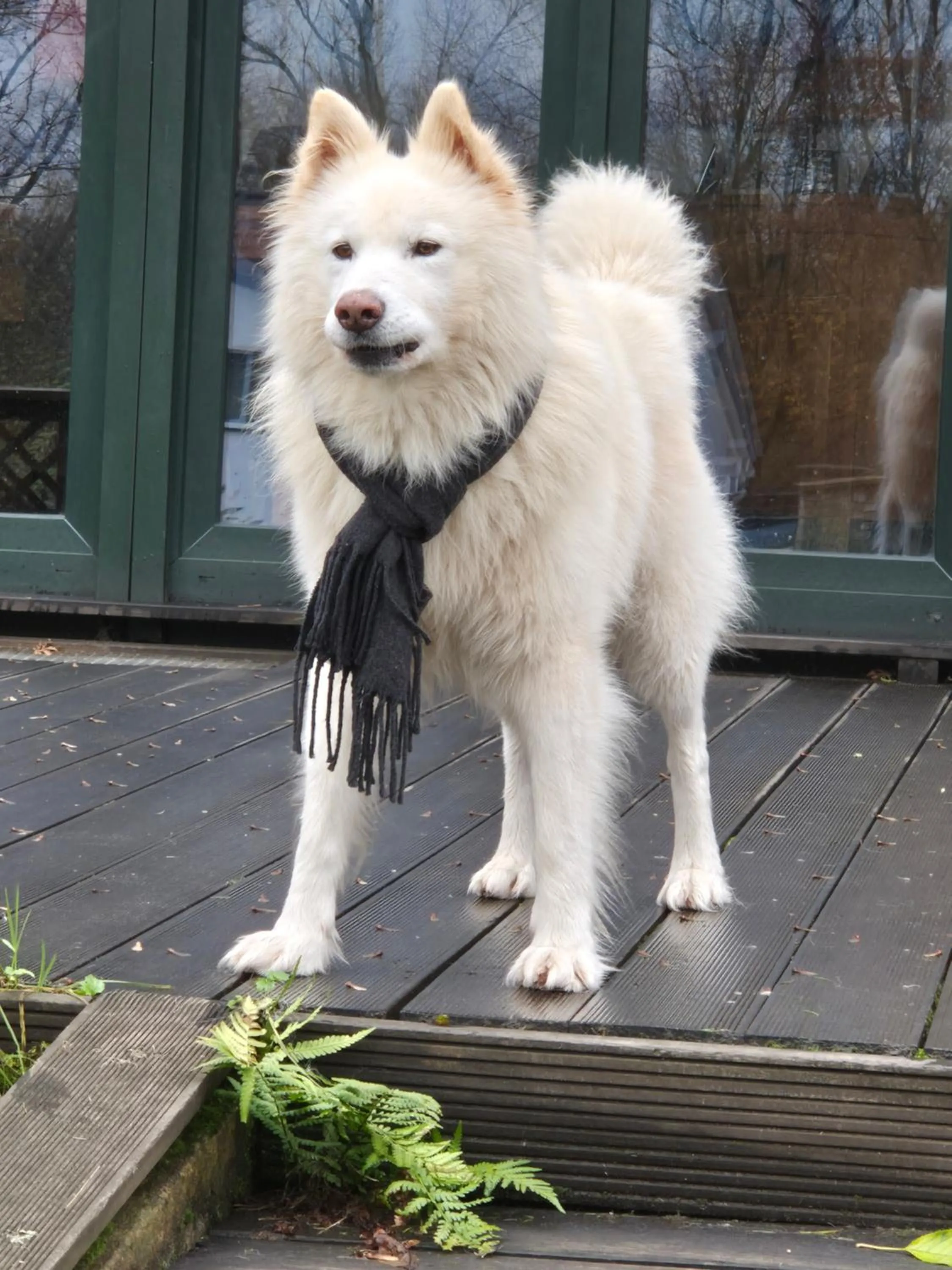 Schönste Lage am Rhein in unmittelbarer Stadtnähe, B & B