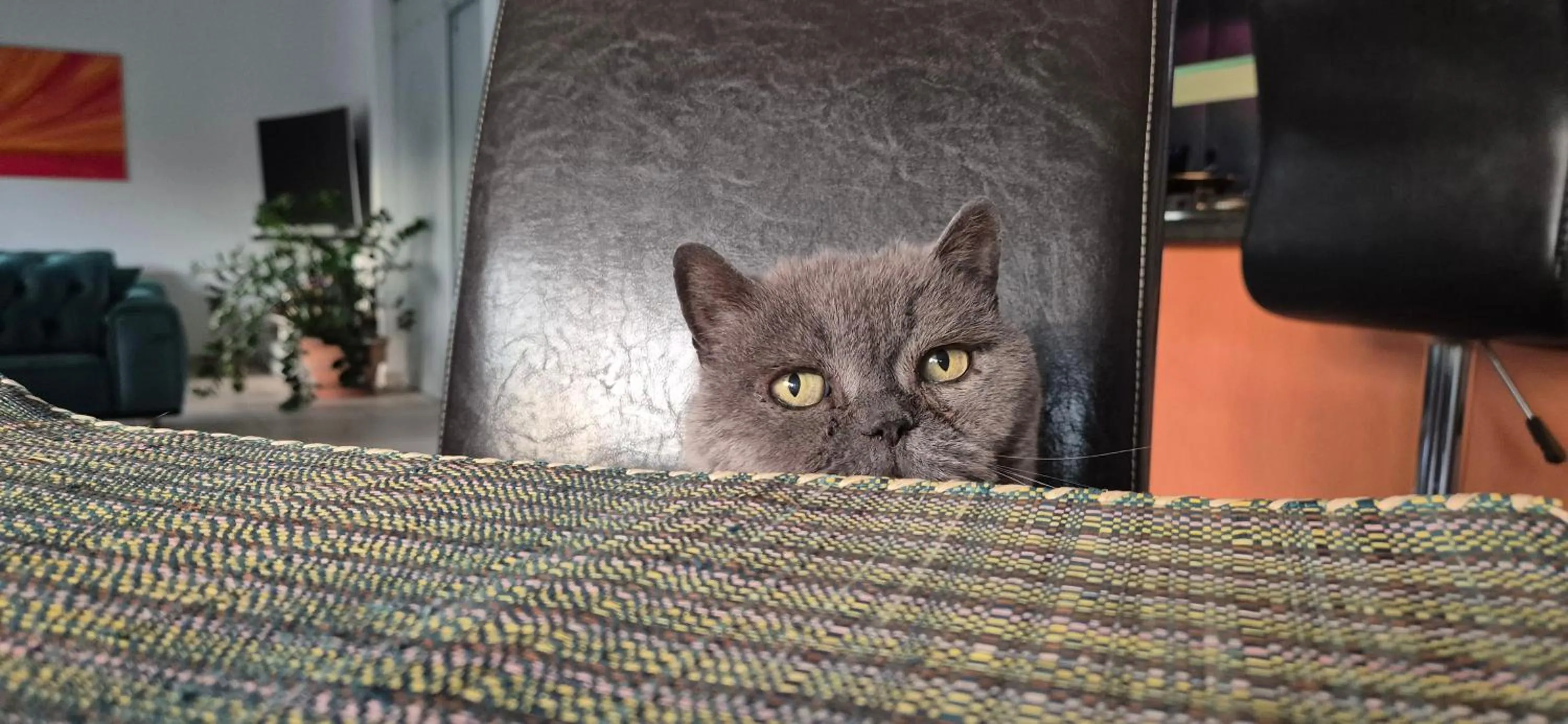 Schönste Lage am Rhein in unmittelbarer Stadtnähe, B & B