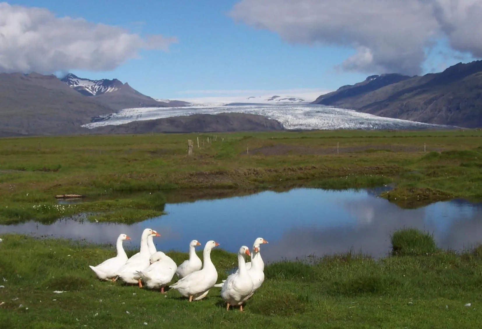 Animals in Lambhus Glacier View Cabins