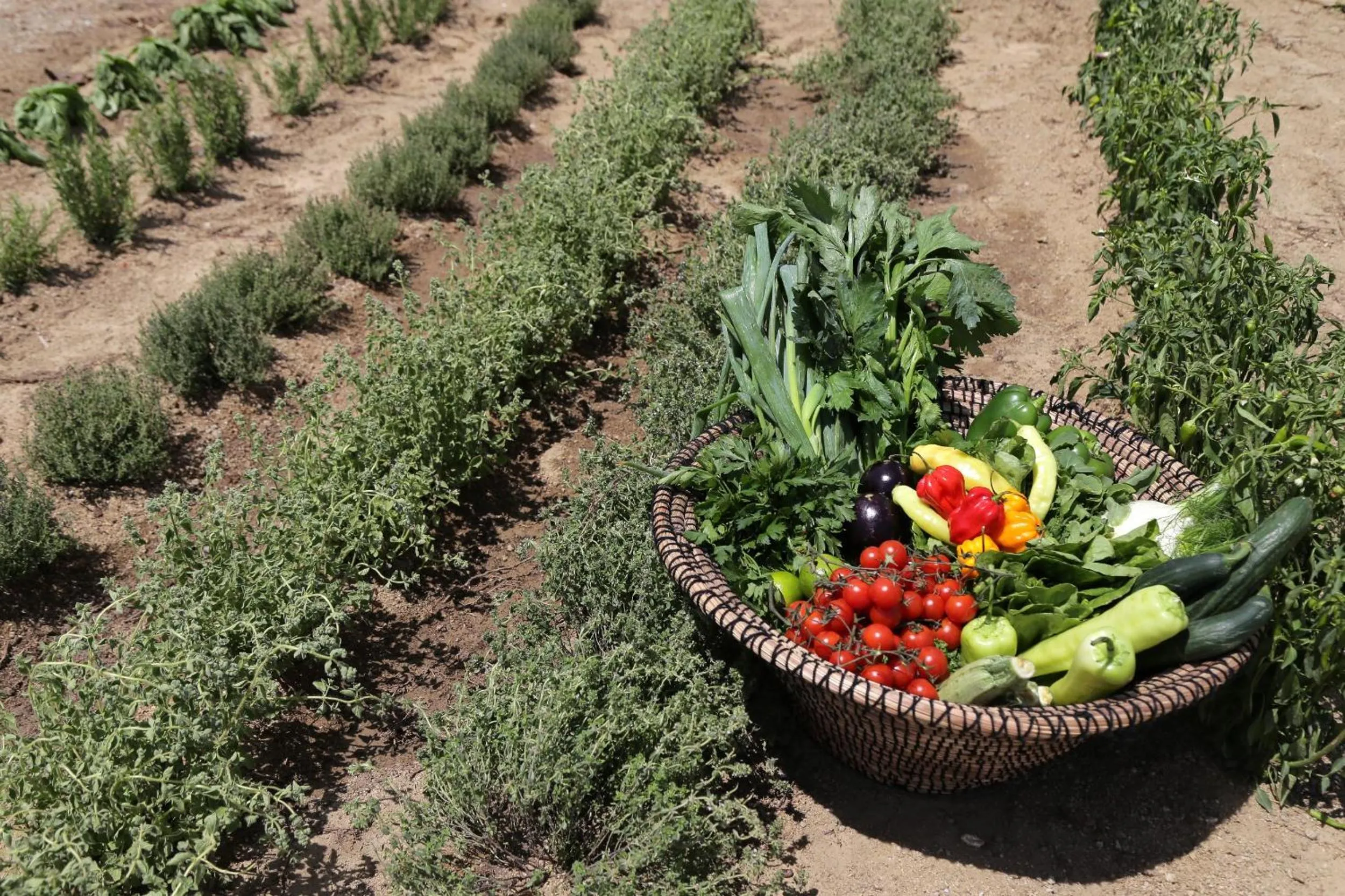 Garden in Livin Mykonos Hotel - Adults Only
