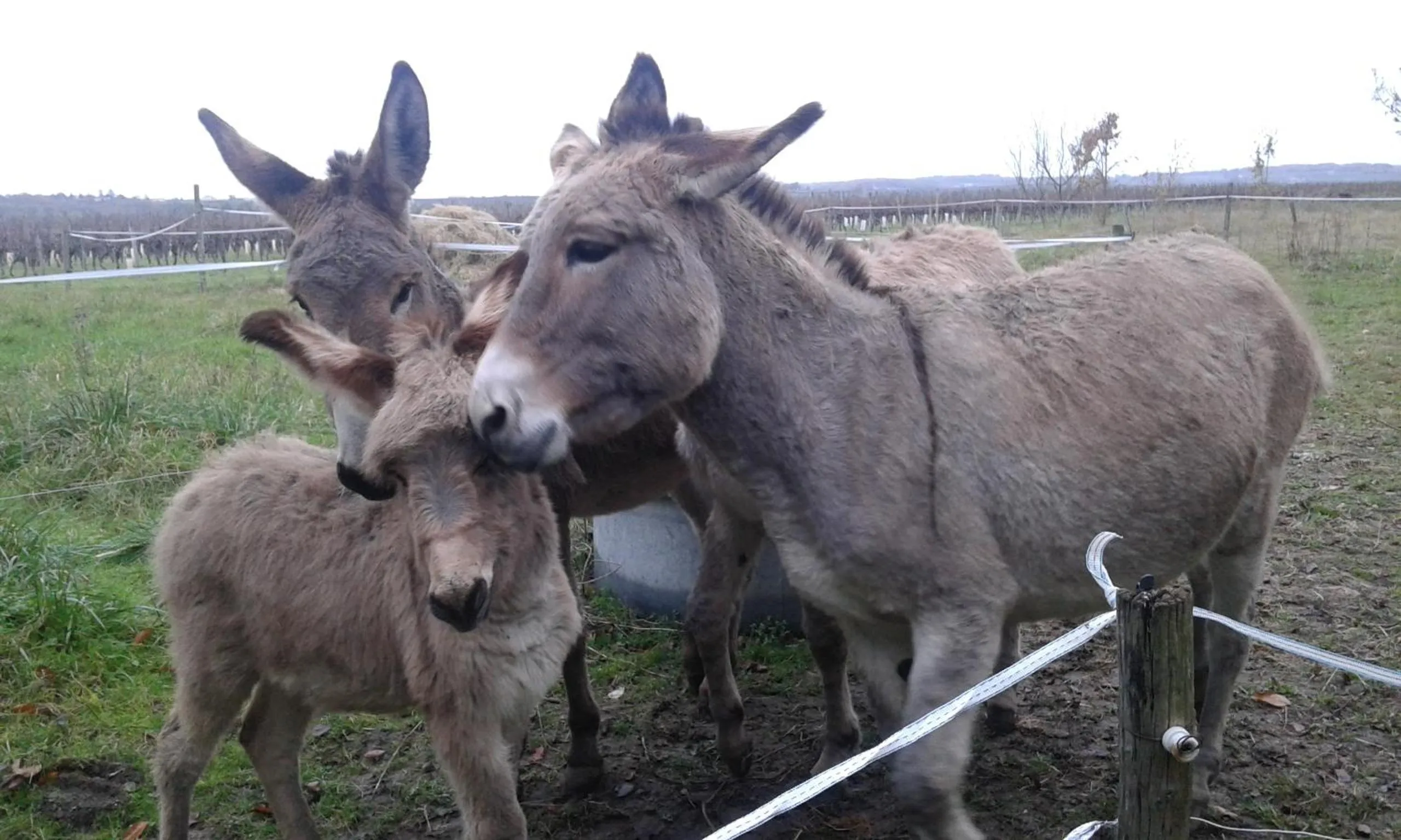 Animals in La Cure du Maine Charles