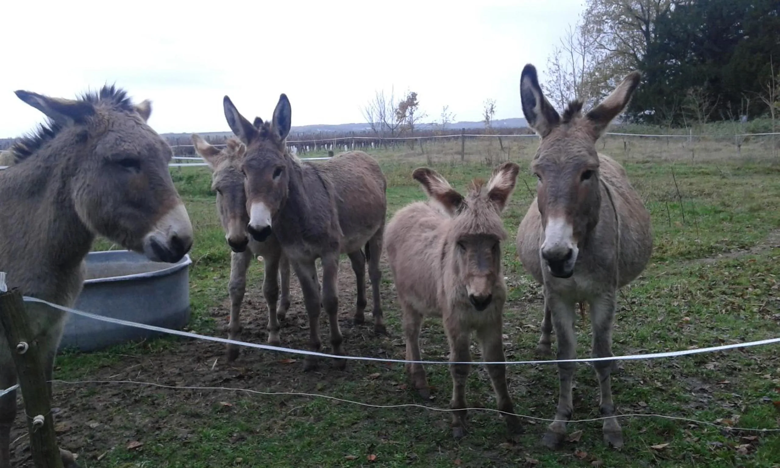 Animals in La Cure du Maine Charles