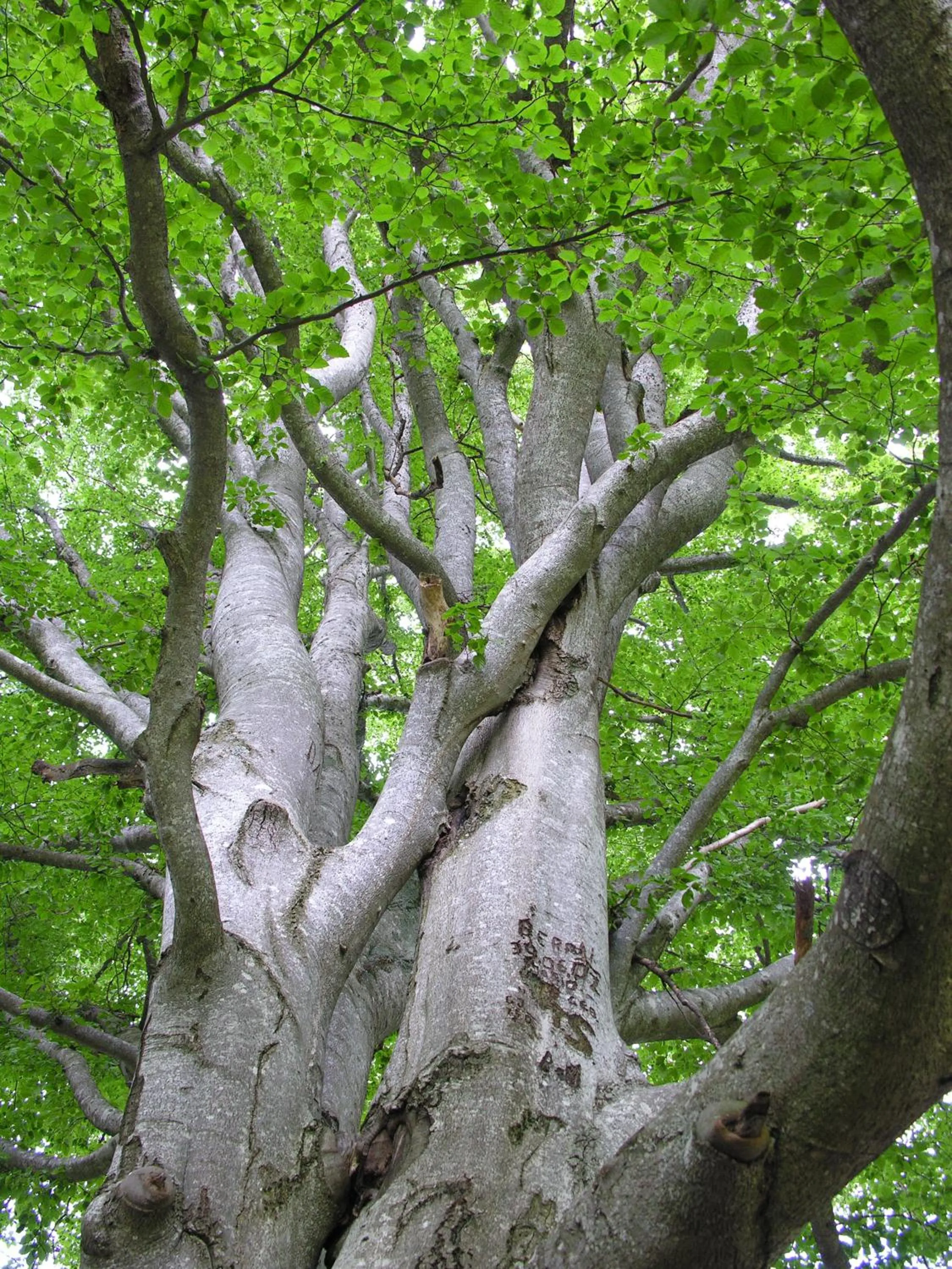 Hiking in Alpengasthof Moser