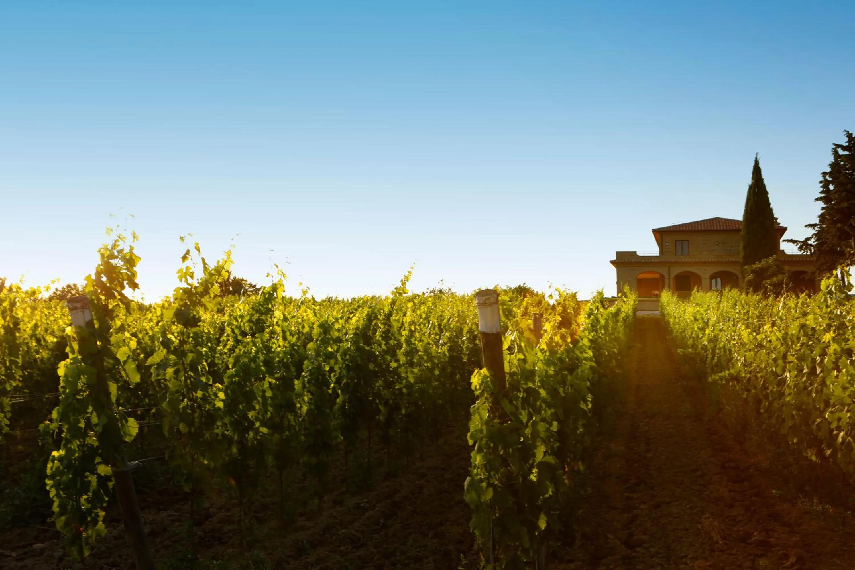 View (from property/room) in Agriturismo Poggio Al Tufo