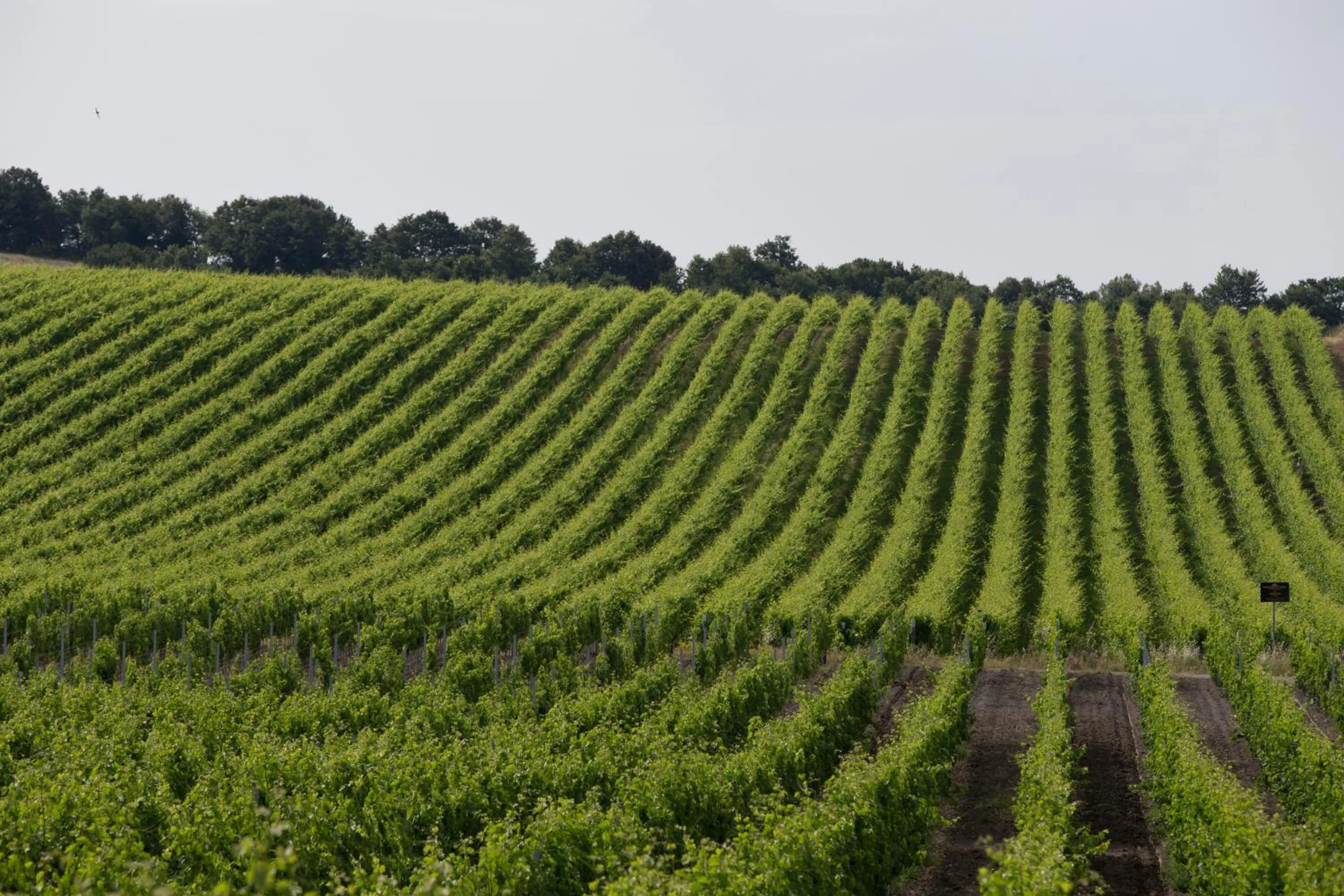 View (from property/room) in Agriturismo Poggio Al Tufo