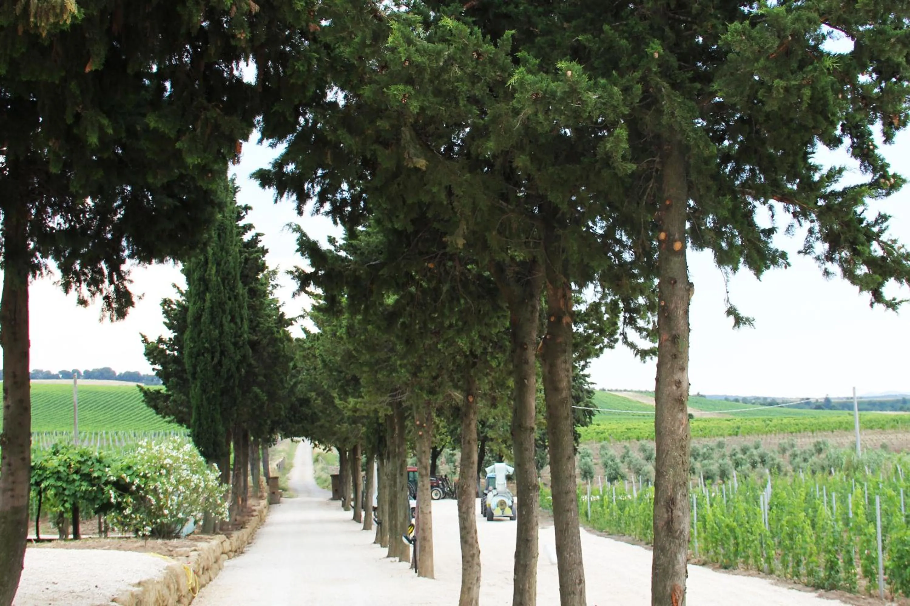 Street view in Agriturismo Poggio Al Tufo