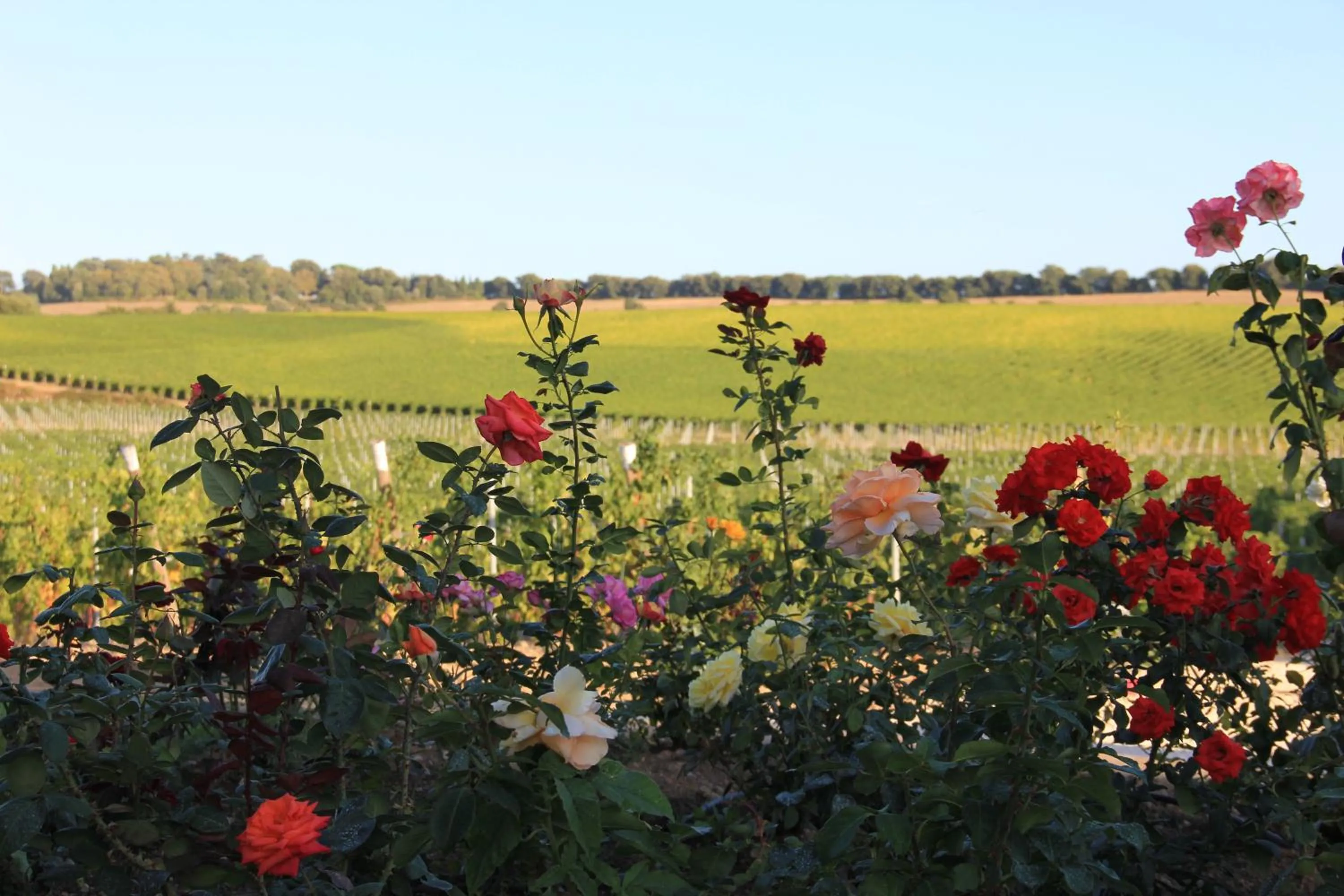 Decorative detail in Agriturismo Poggio Al Tufo