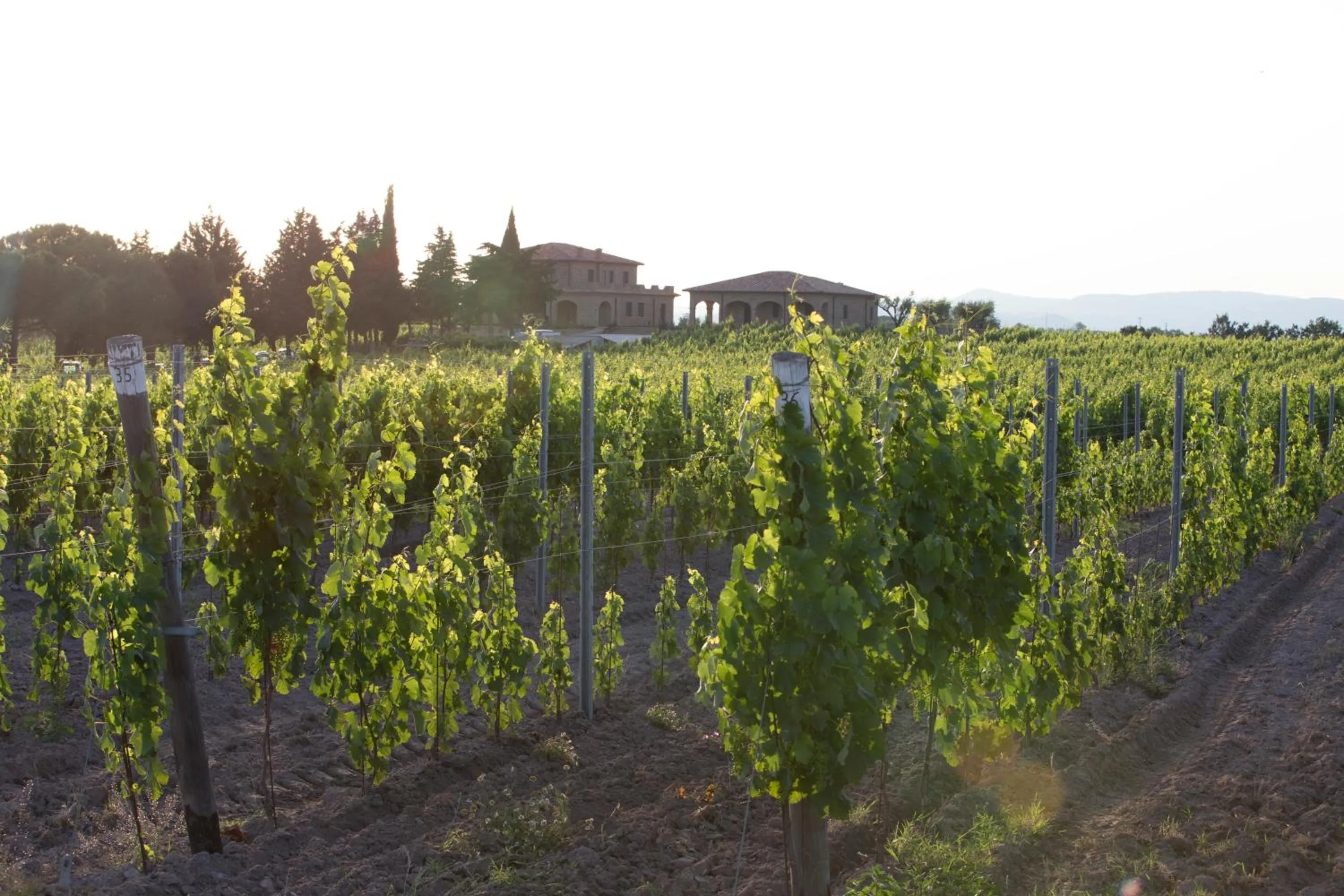 View (from property/room) in Agriturismo Poggio Al Tufo