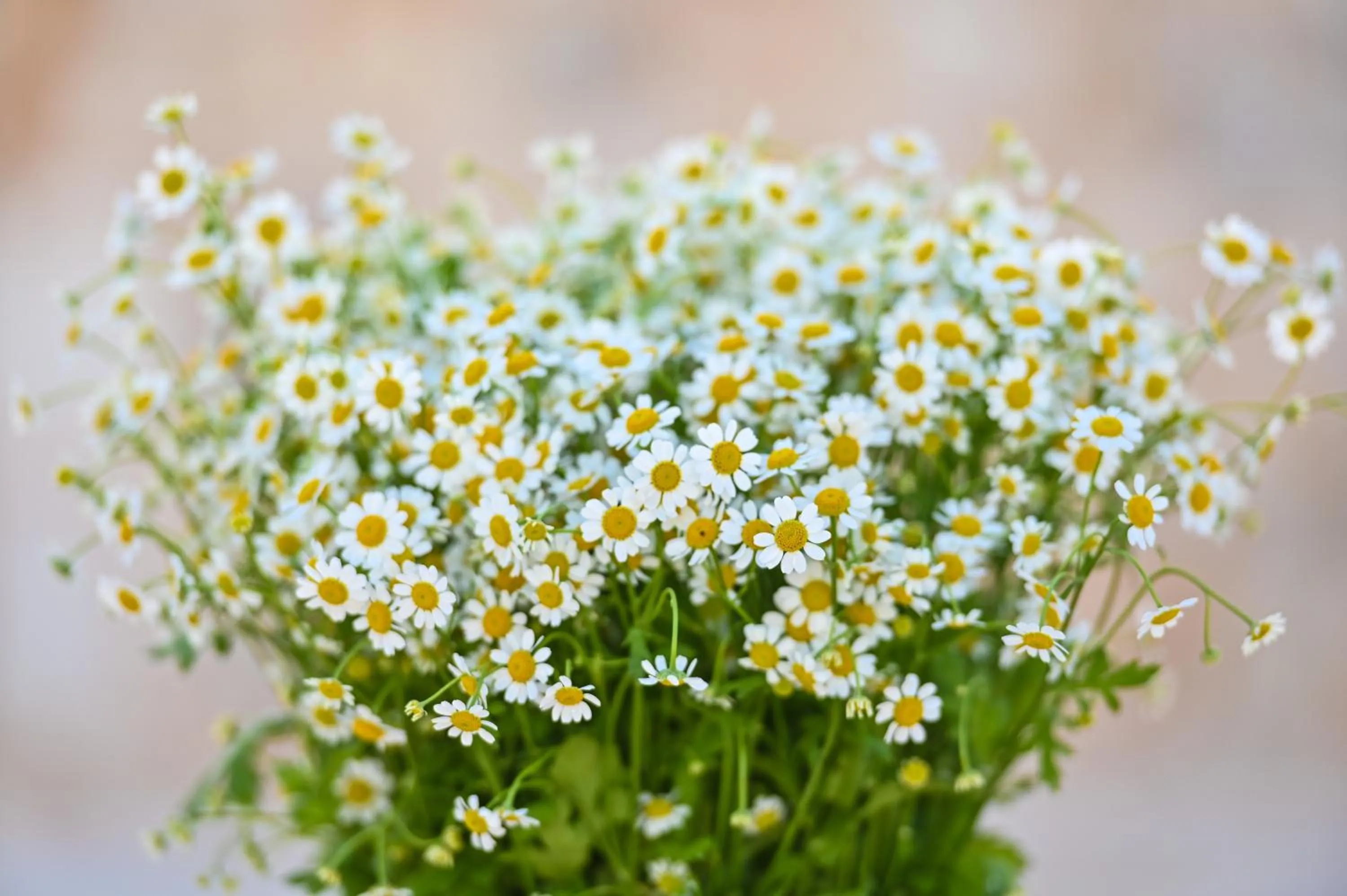 Other in Masseria Ayroldi