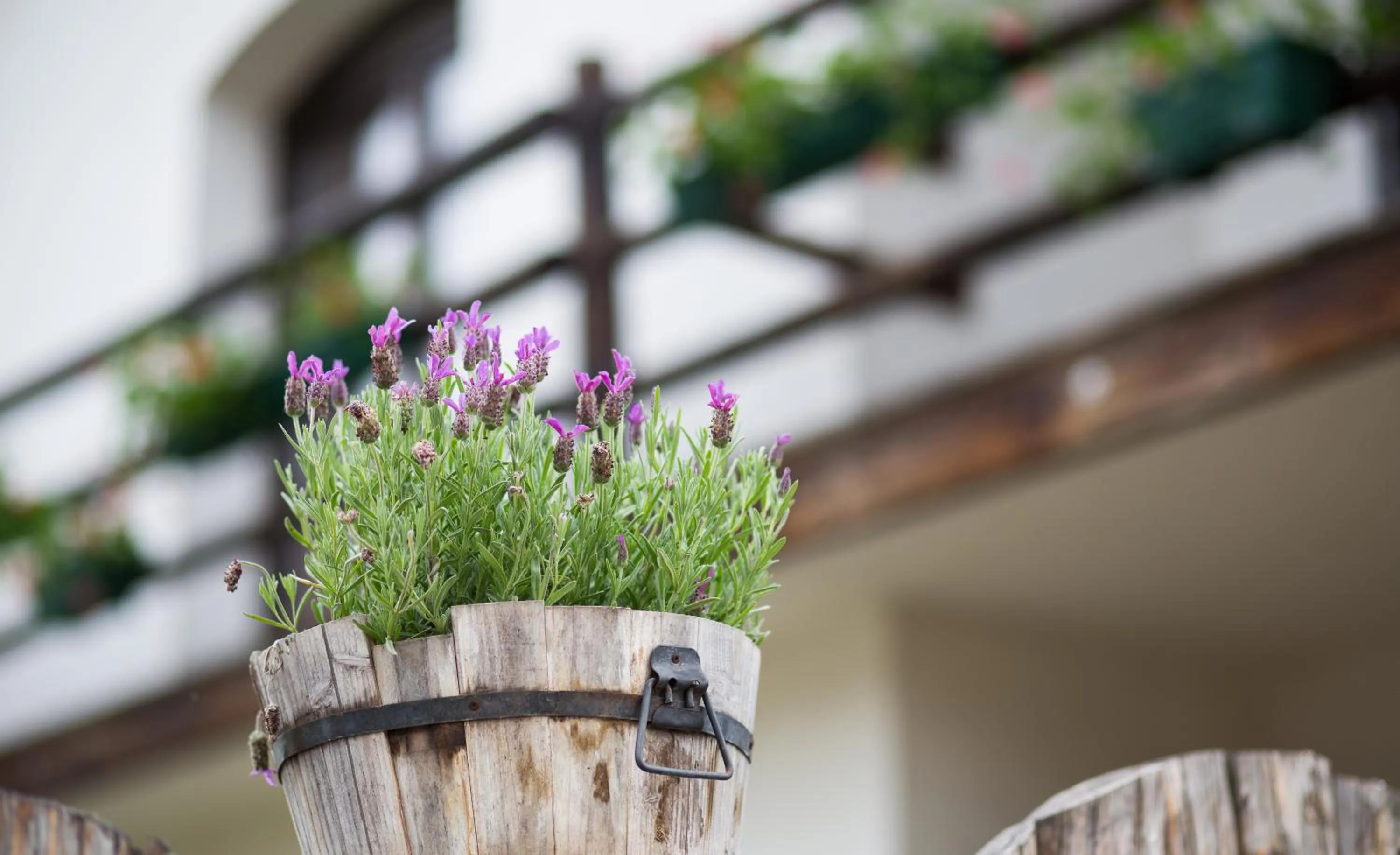 Casa Mosului - Transfăgărășan Bed & Breakfast