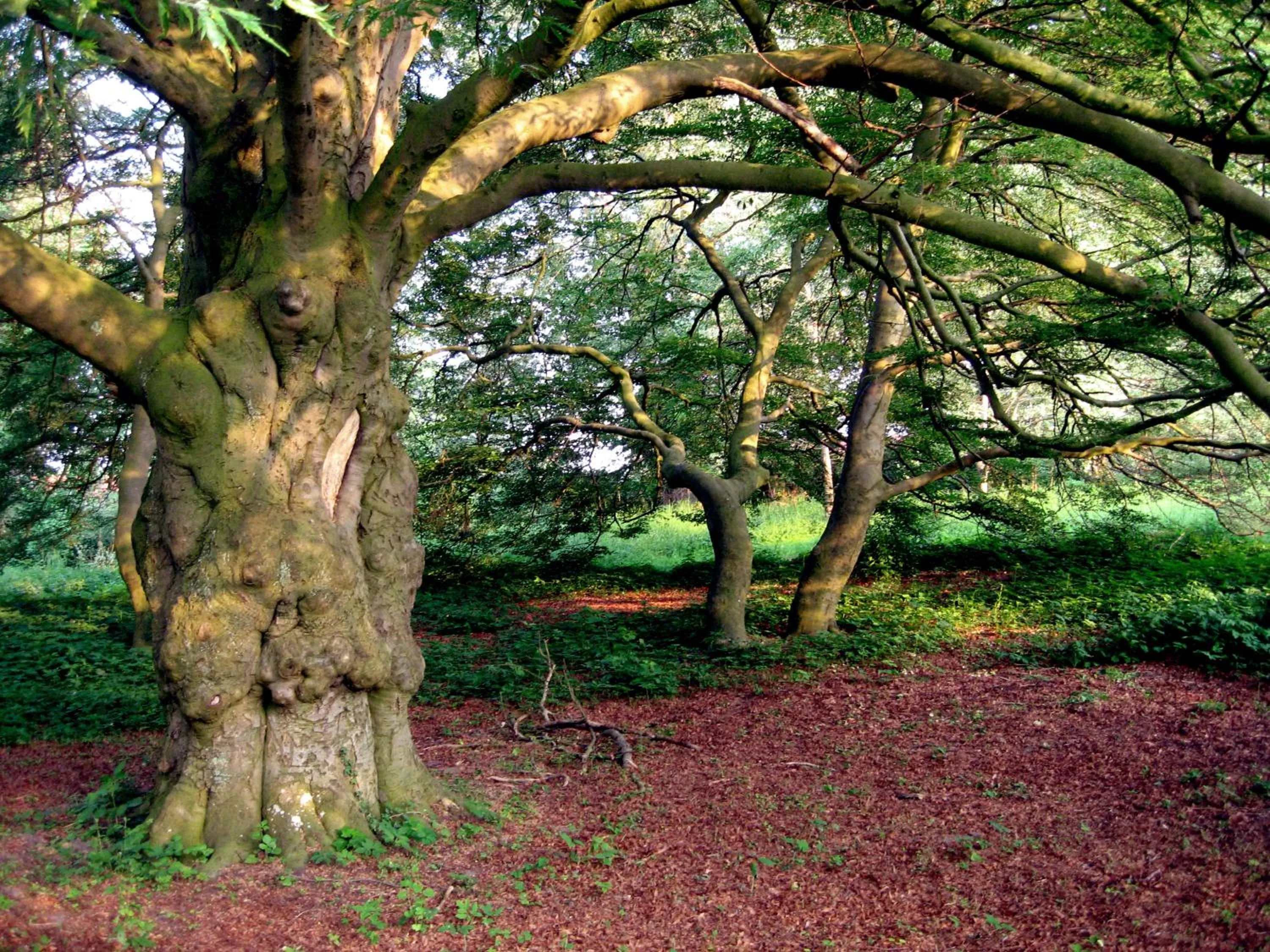 Natural landscape in Kavaliershaus Schloß Blücher am Finckenersee