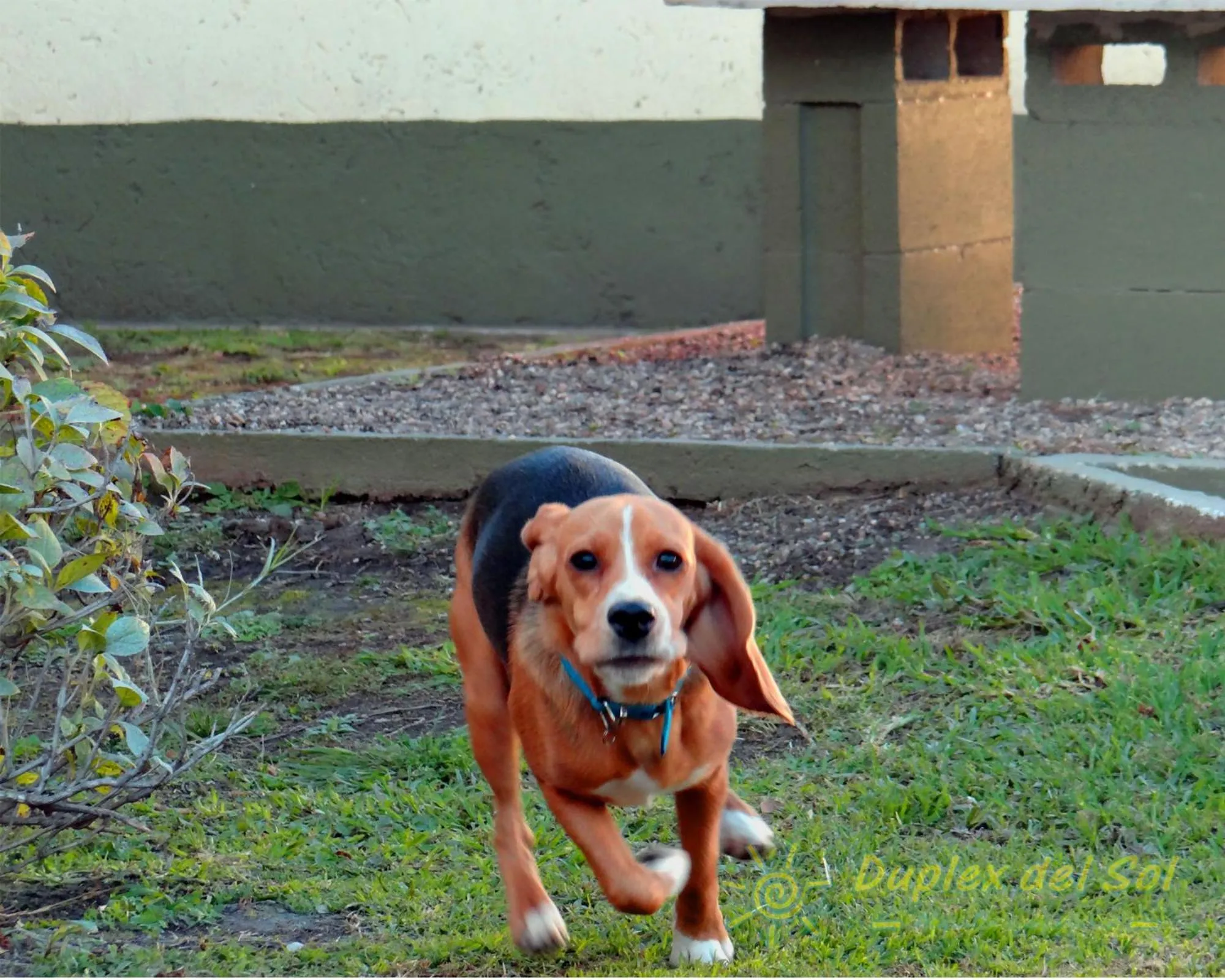 Pets in Duplex del Sol