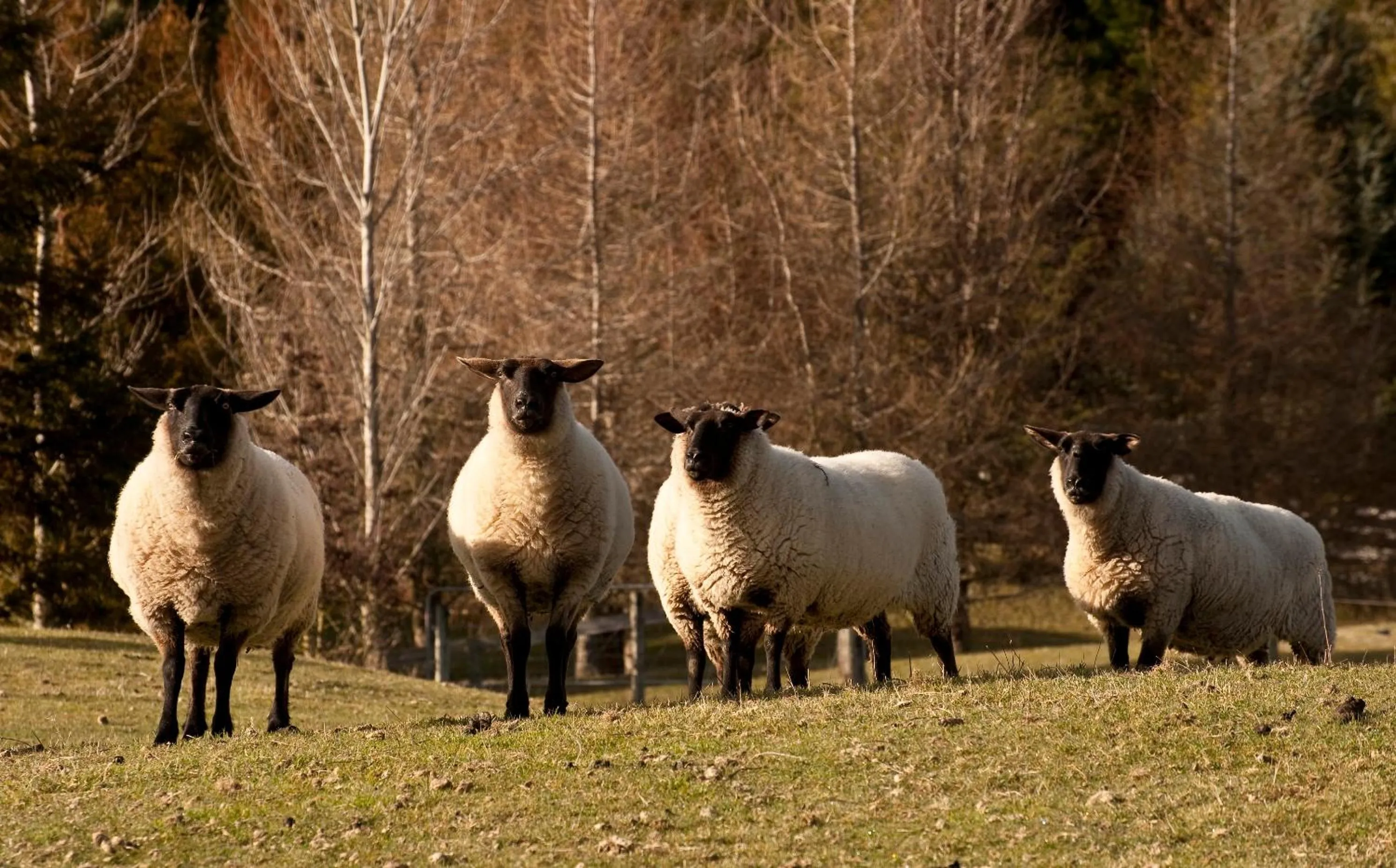 Activities in Whakaipo Lodge