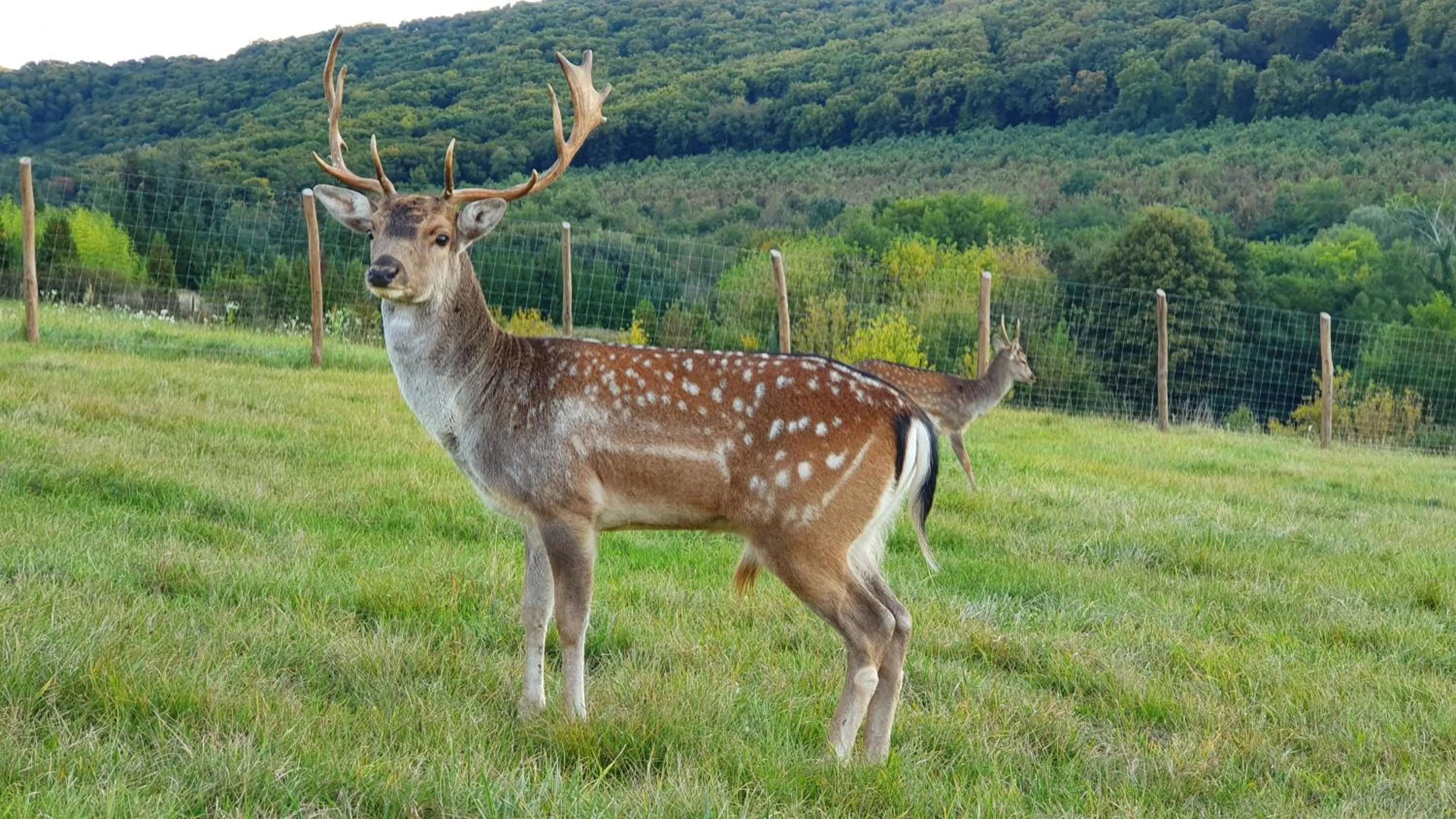 Animals in Pálos Resort