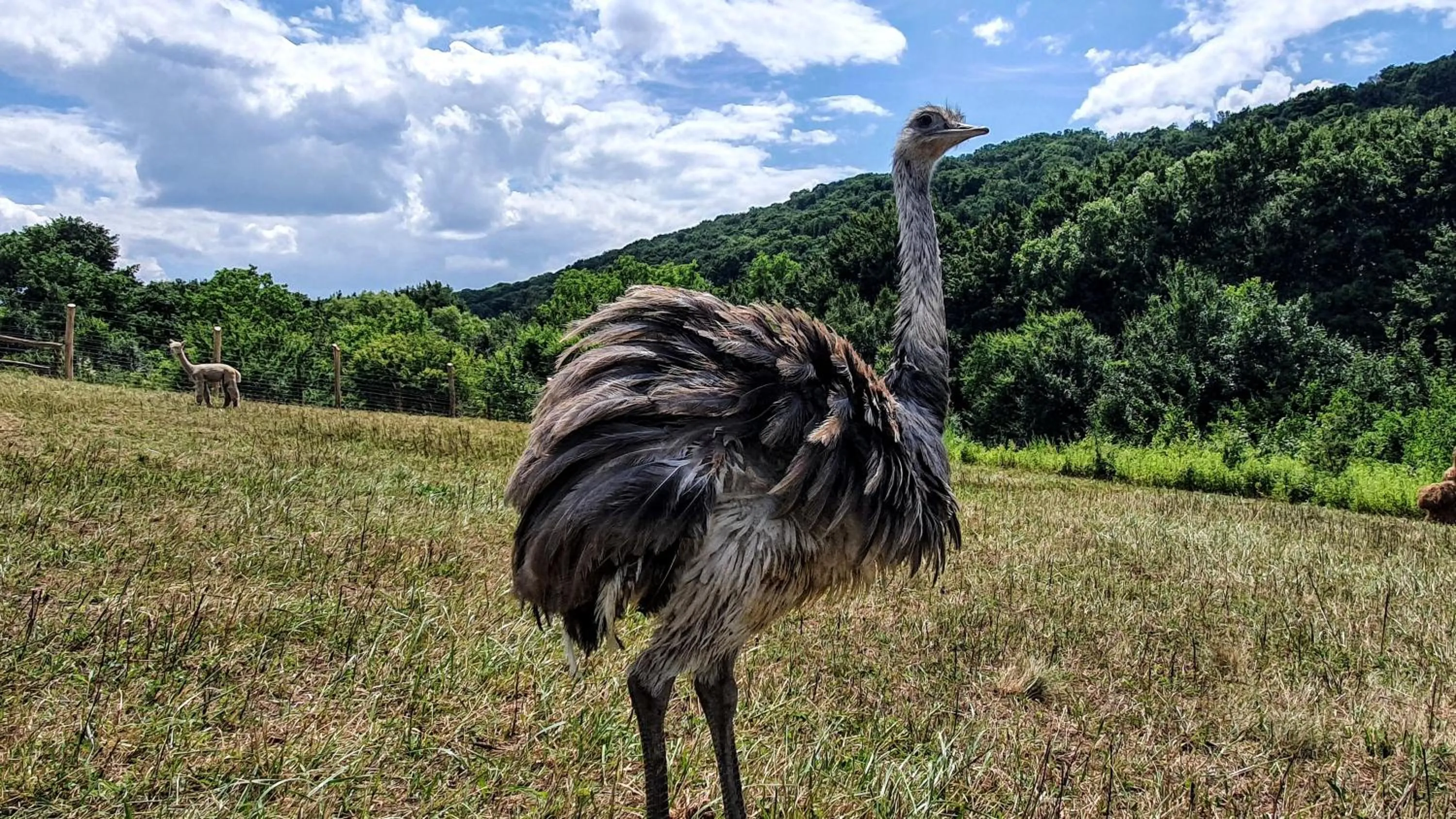 Animals in Pálos Resort
