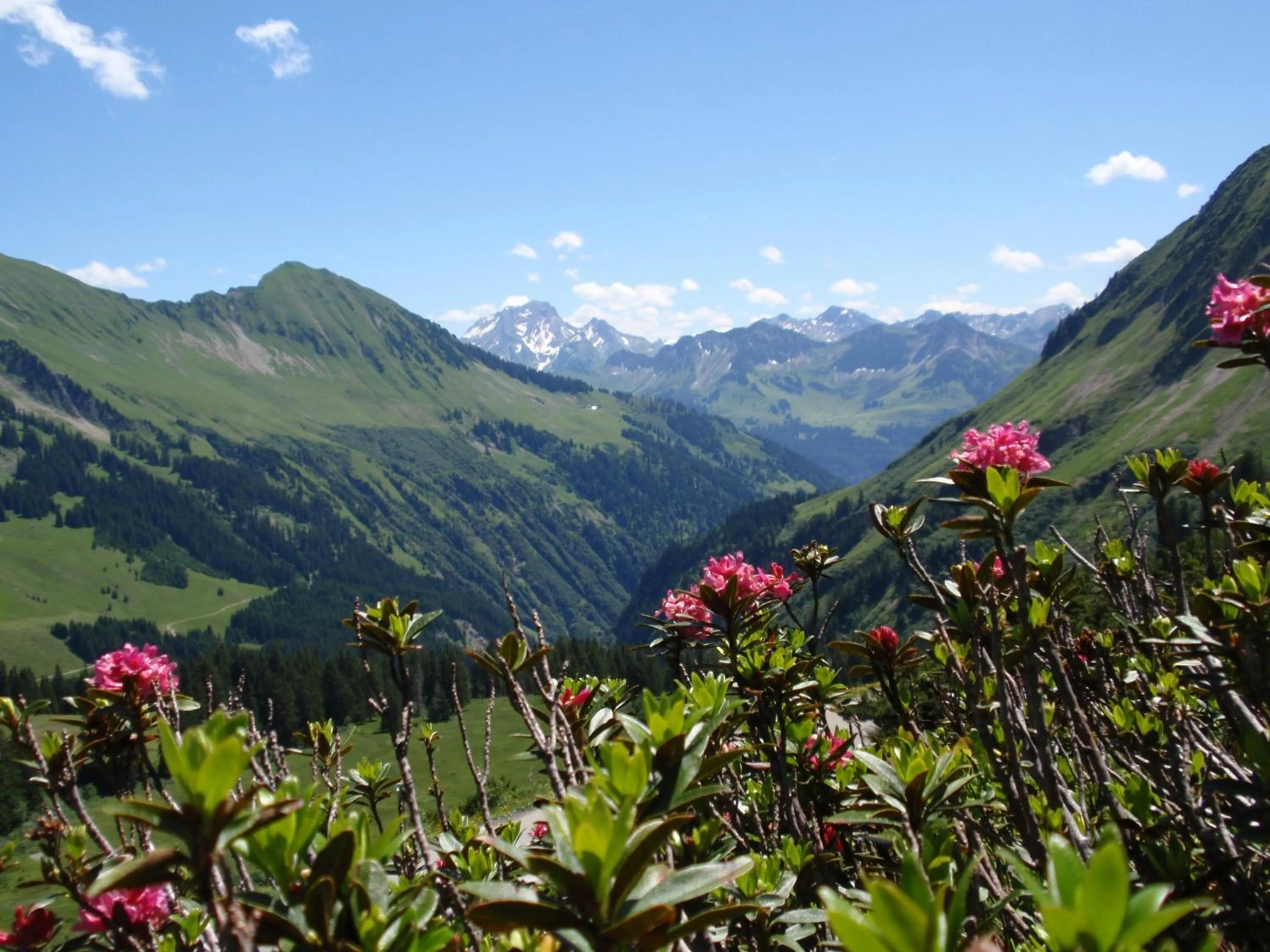 Natural landscape in Boutiquehotel Hohes Licht