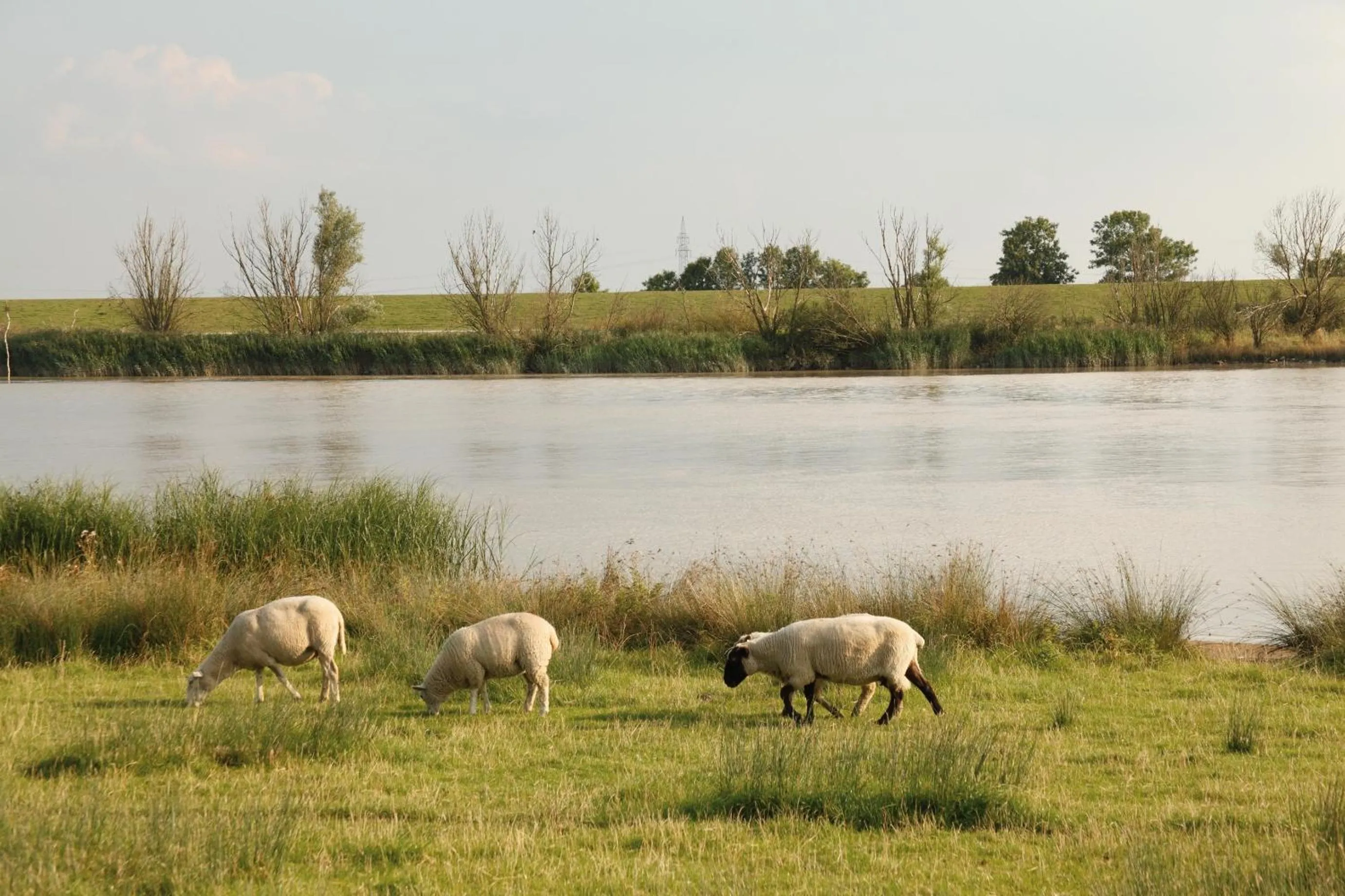 Animals in Hotel Ostfriesen Hof