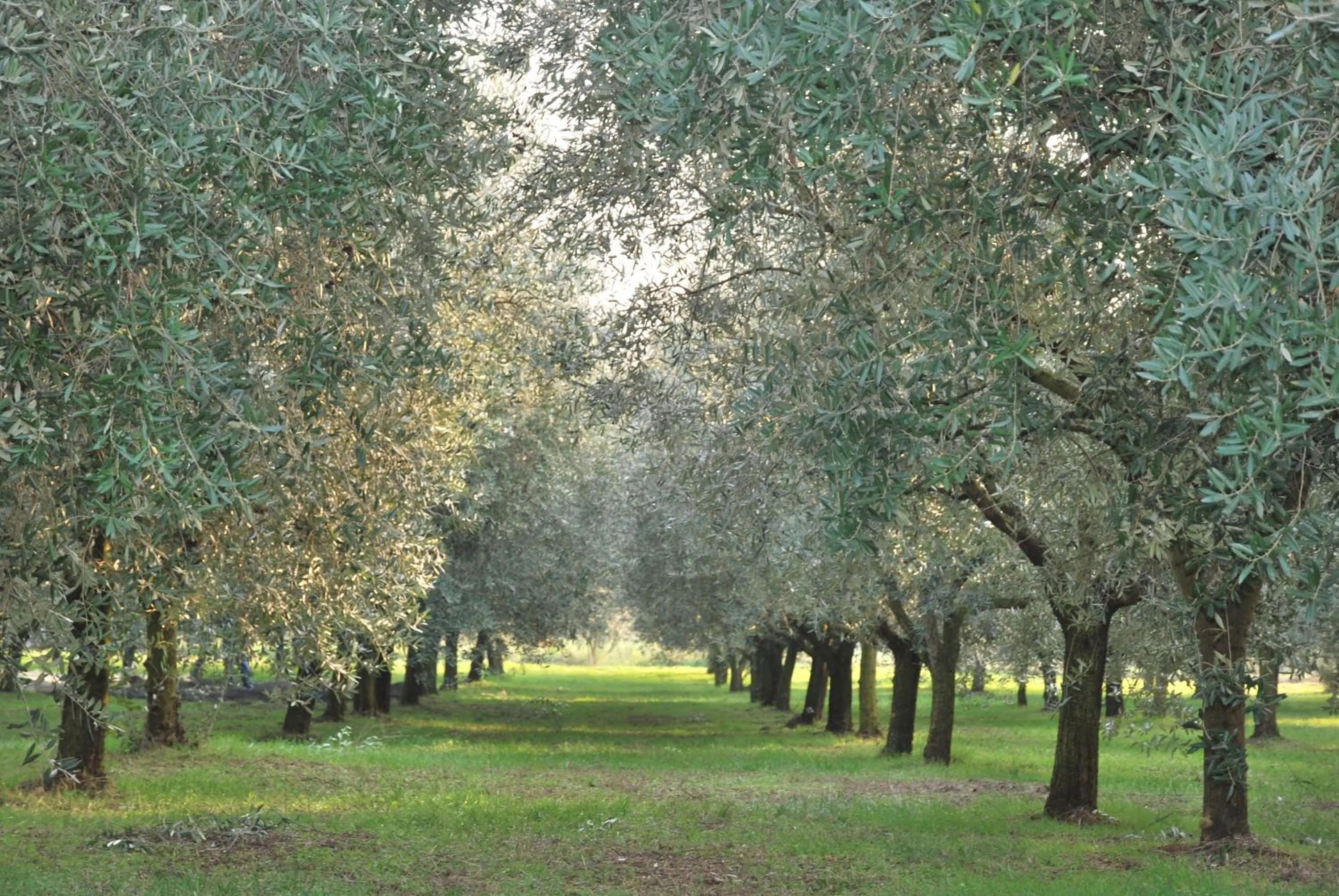 View (from property/room) in Agriturismo Terra E Sole