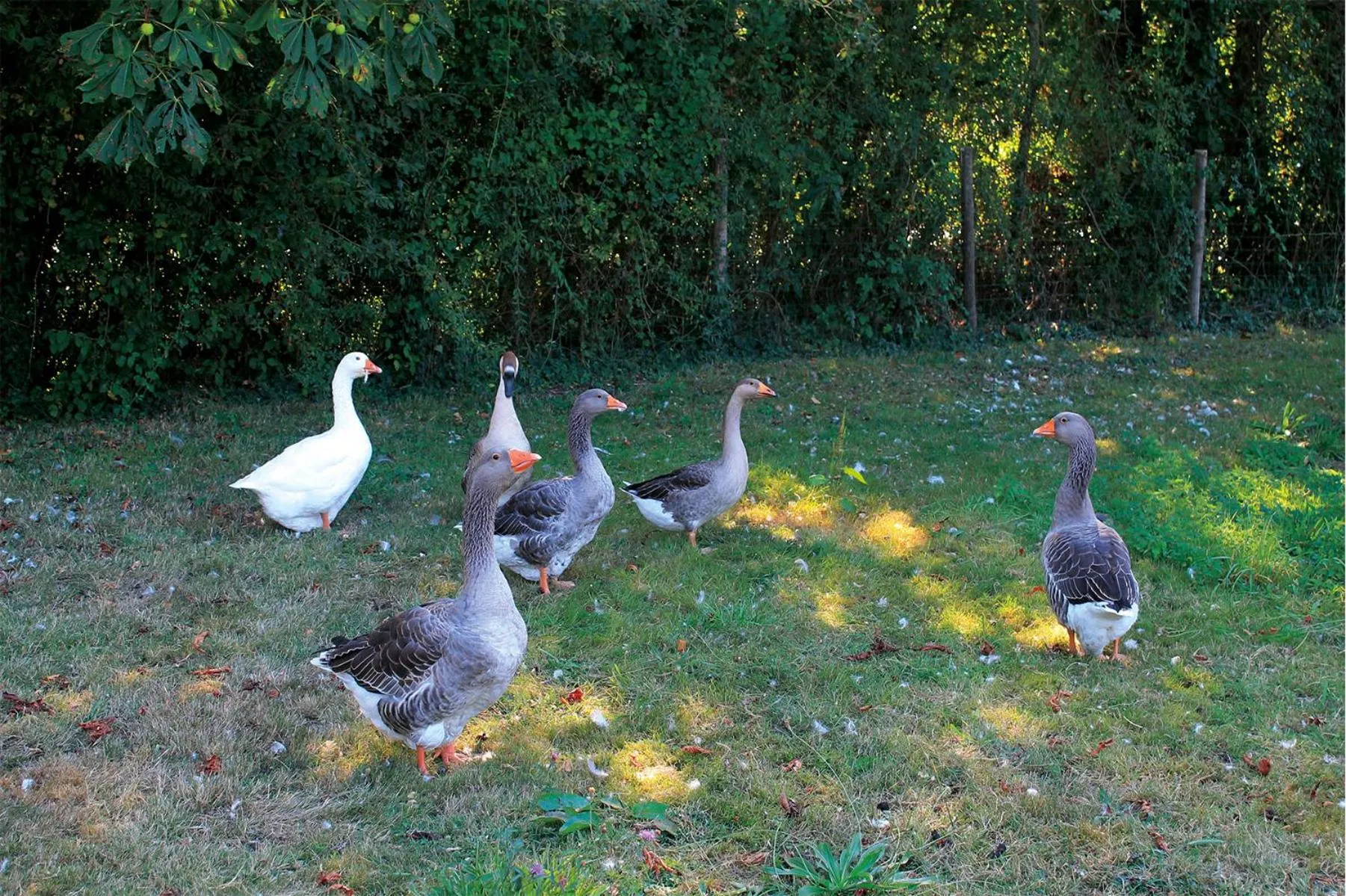 Garden in Le Chêne creux