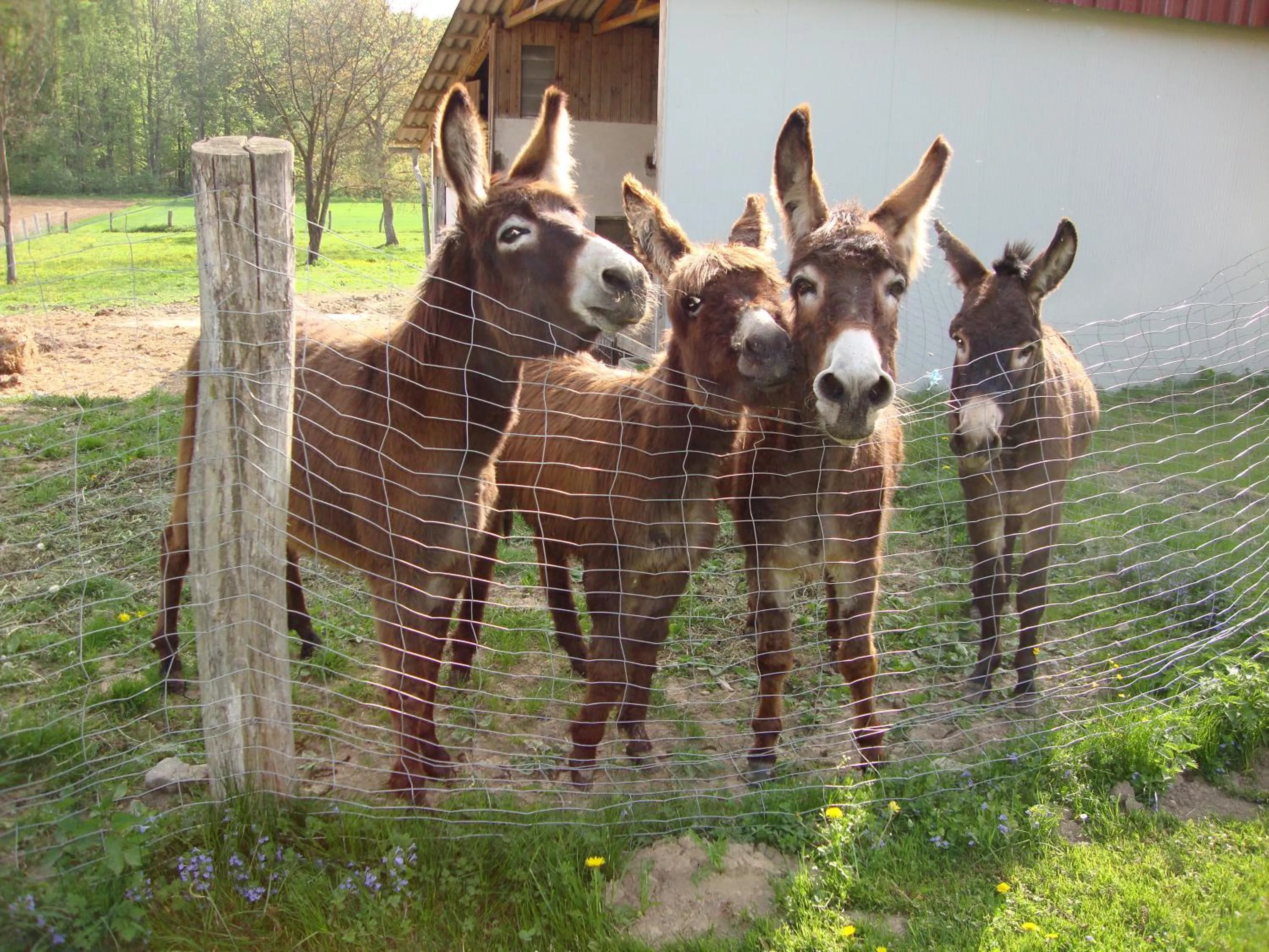 Animals in Casa Anna
