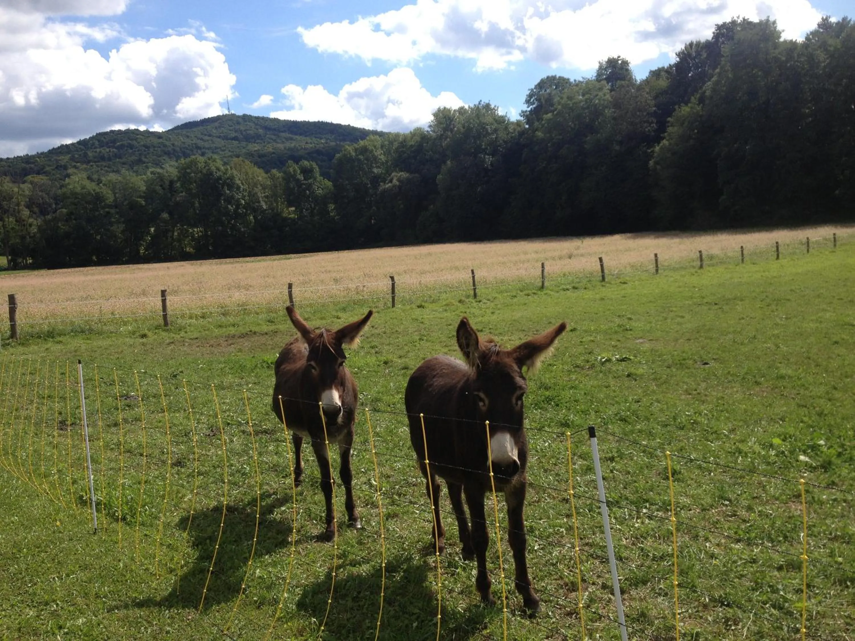 Animals in Casa Anna
