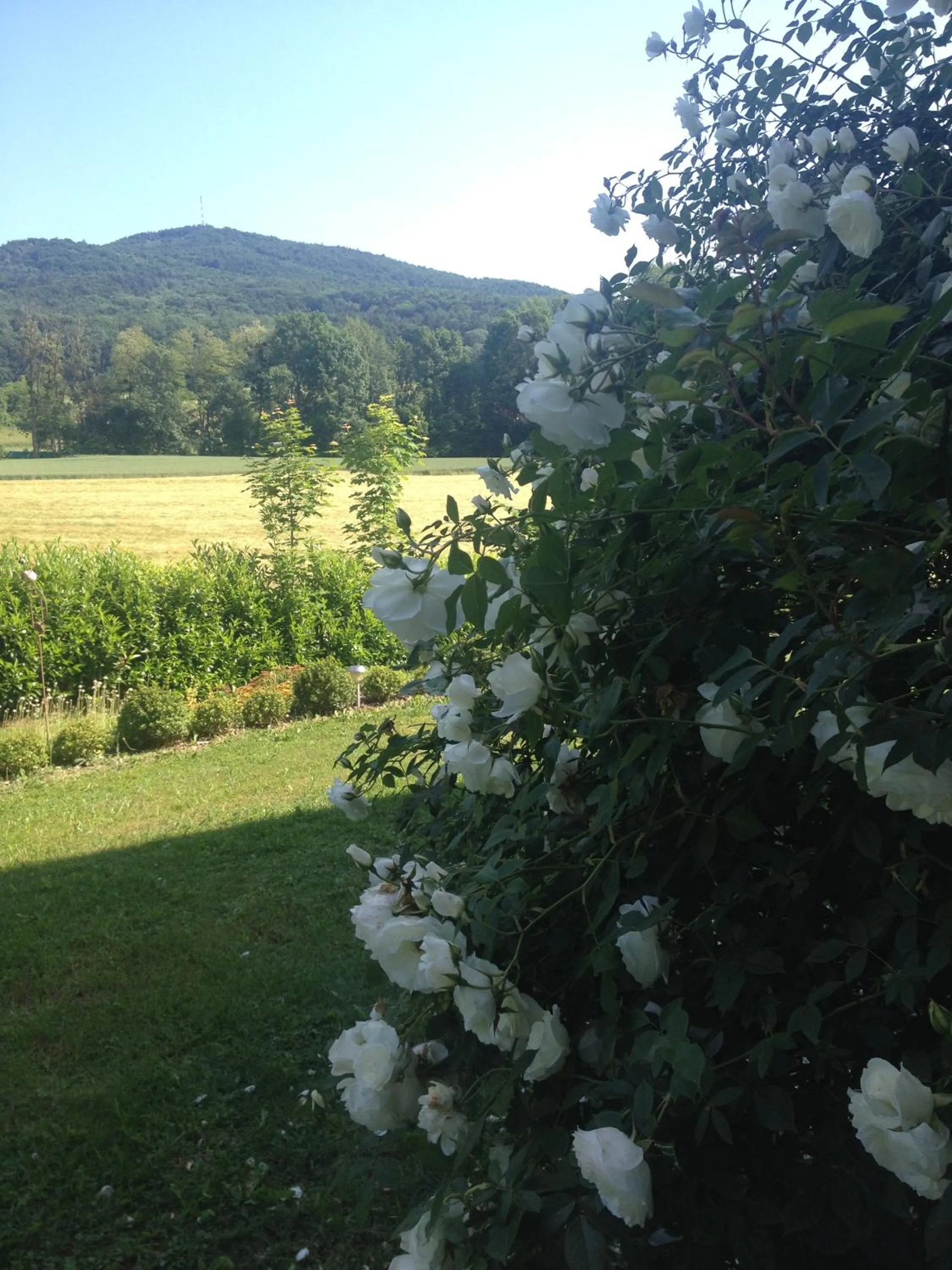 Garden in Casa Anna