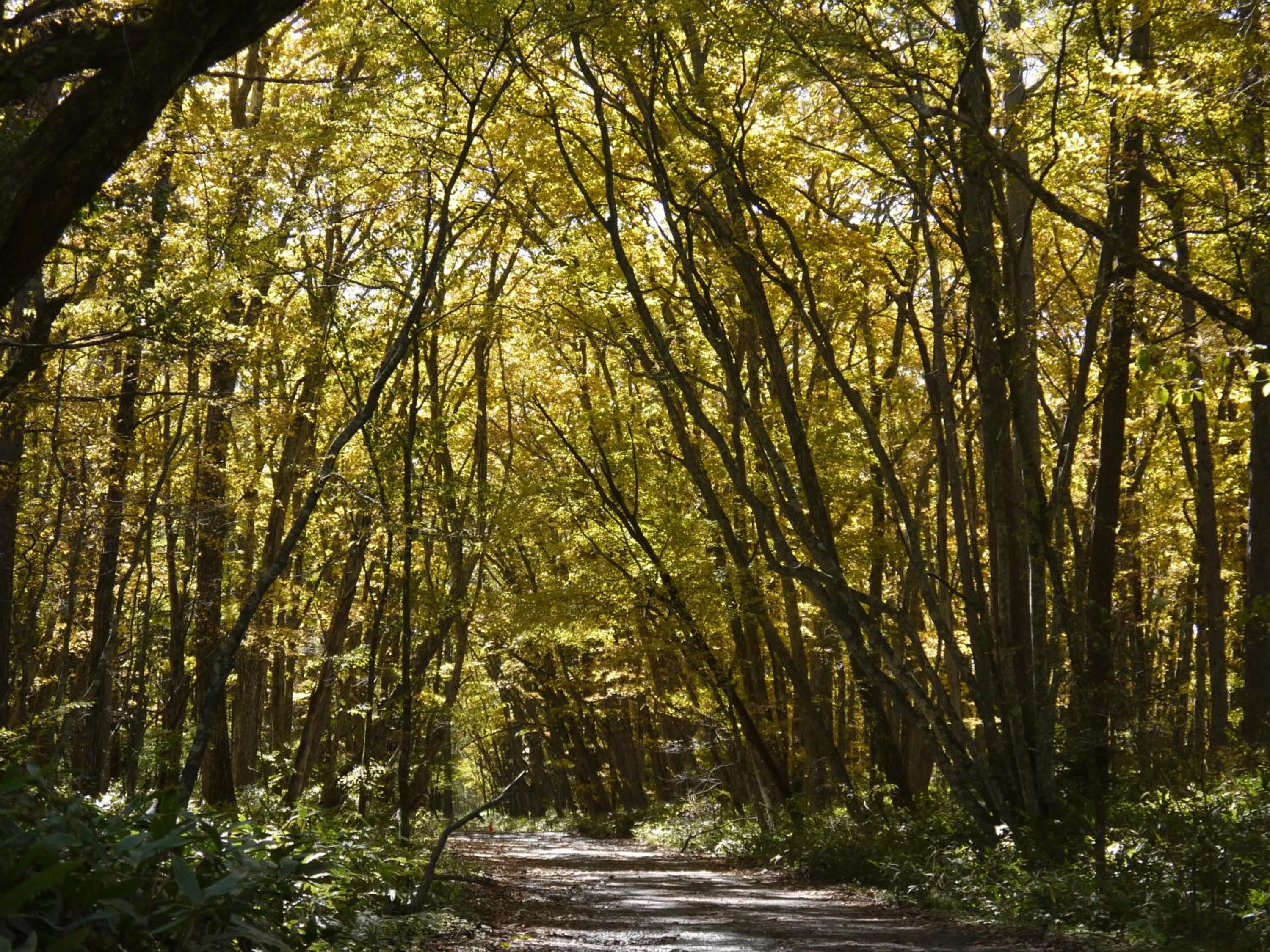 Kyukamura Nikko-Yumoto