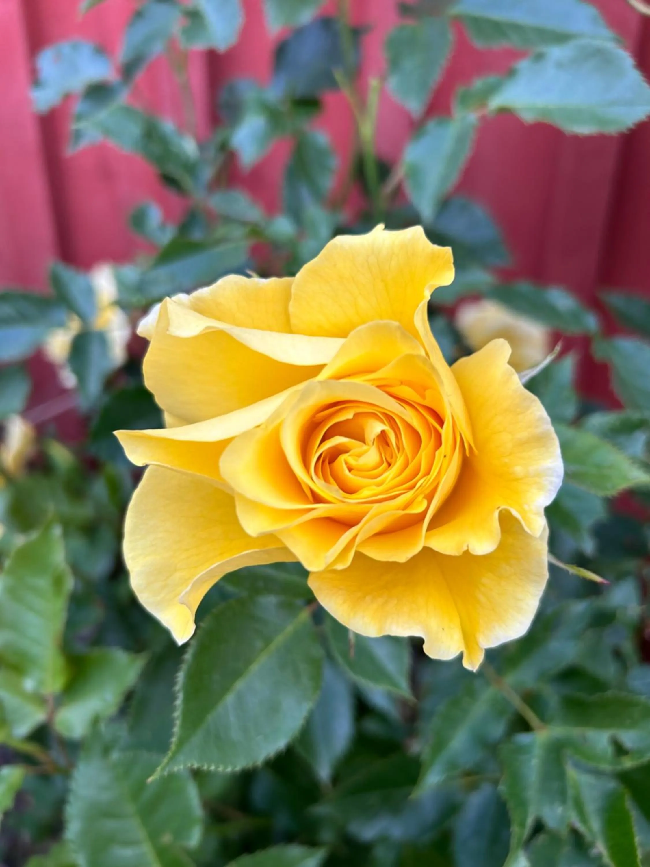 Garden in Halmstad Gårdshotell