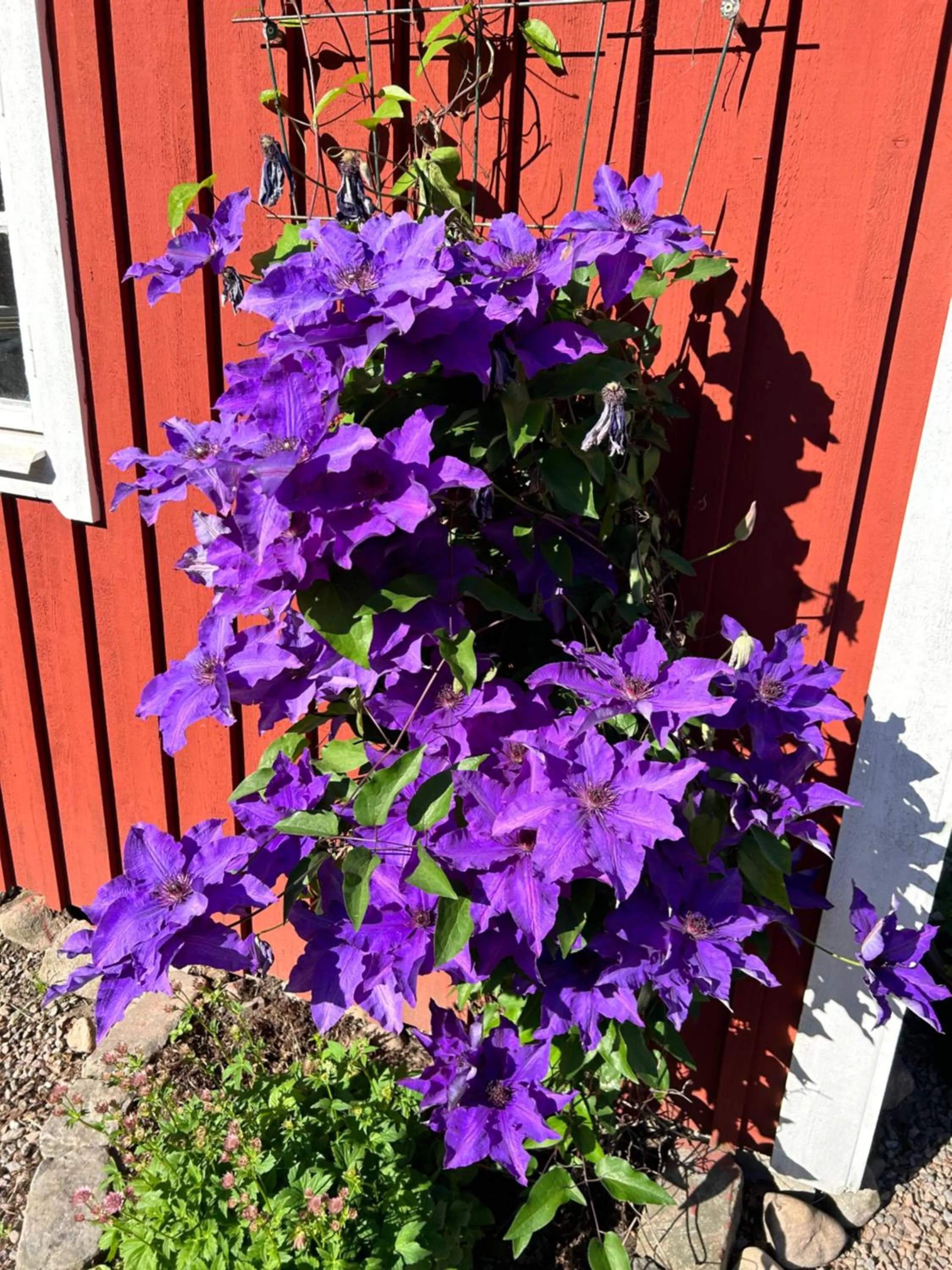 Garden in Halmstad Gårdshotell