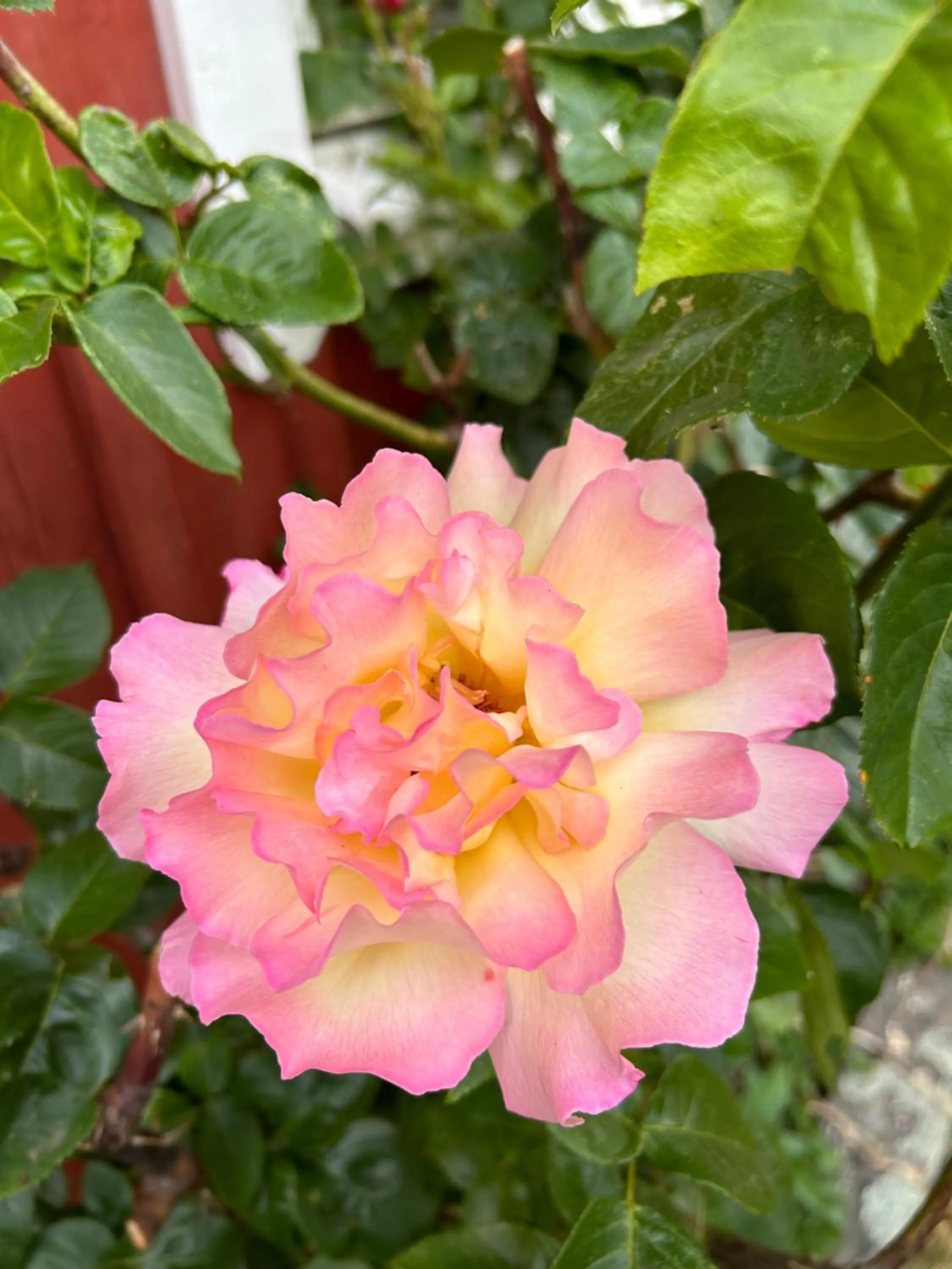 Garden in Halmstad Gårdshotell