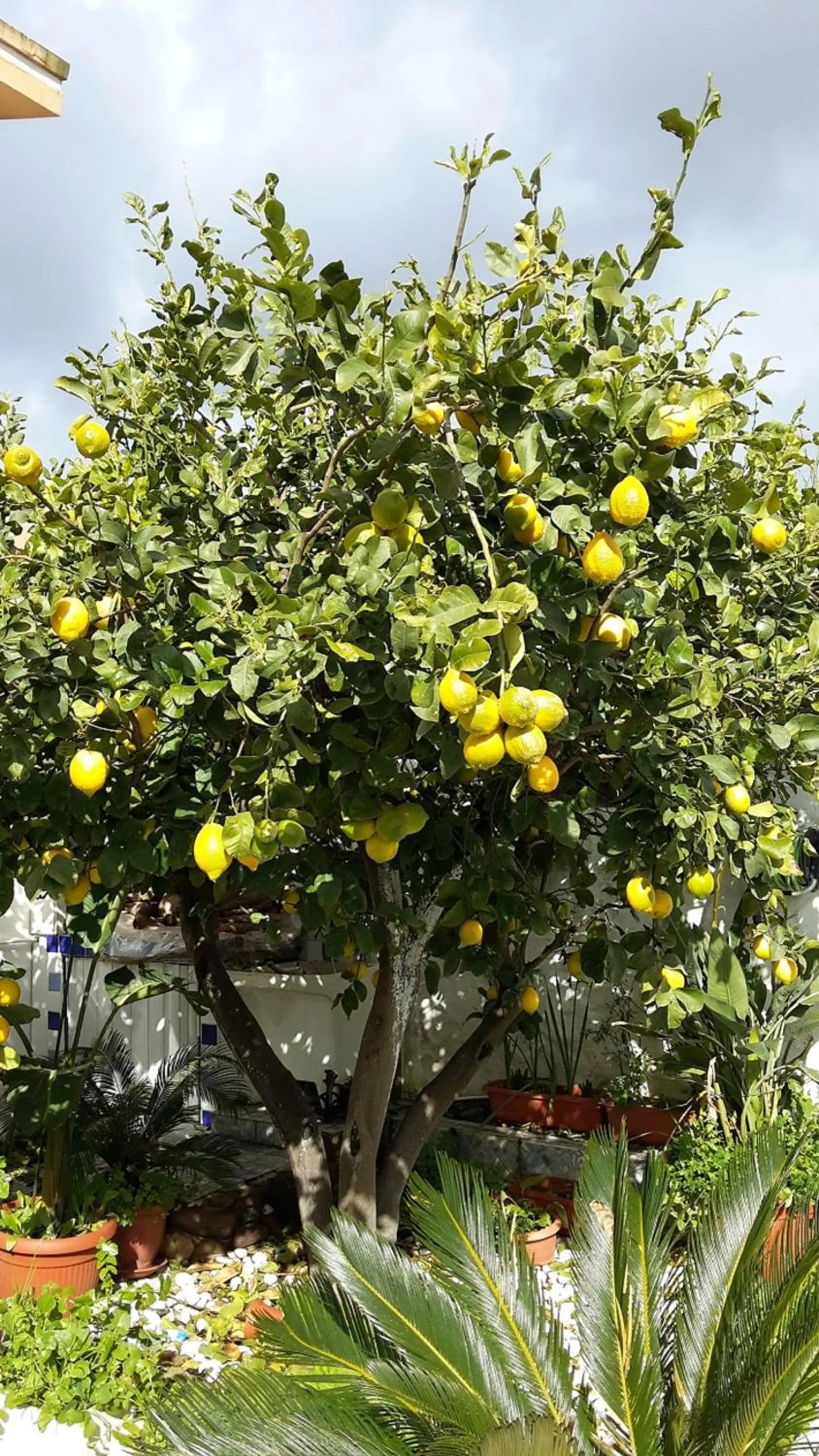 Garden in B&B Gi & Giò