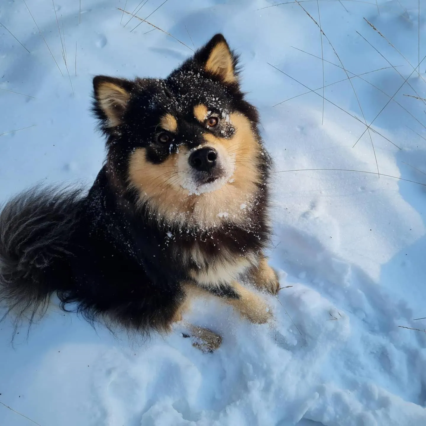 Pets in B&B en vakantiehuis Helene Hoeve