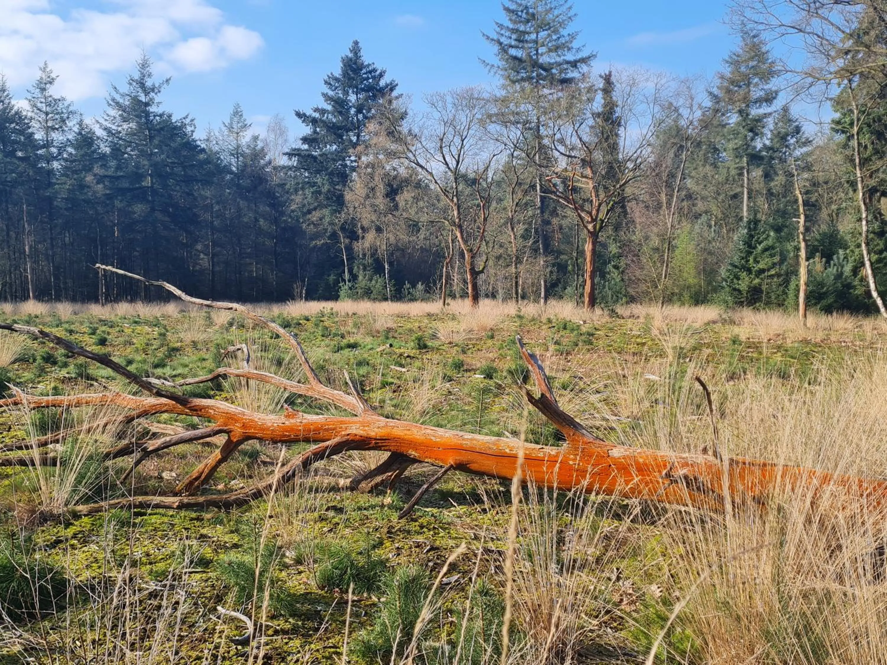 Spring in B&B en vakantiehuis Helene Hoeve