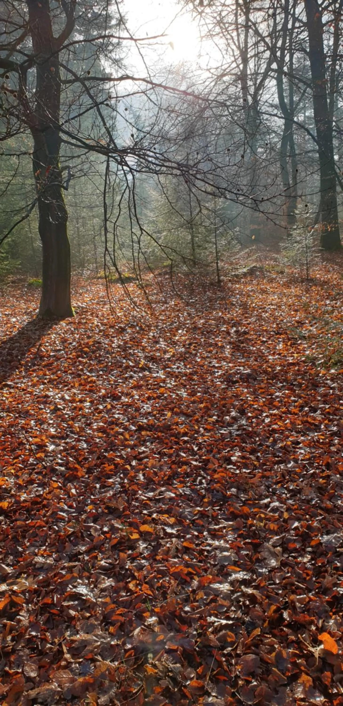 Natural landscape in B&B en vakantiehuis Helene Hoeve