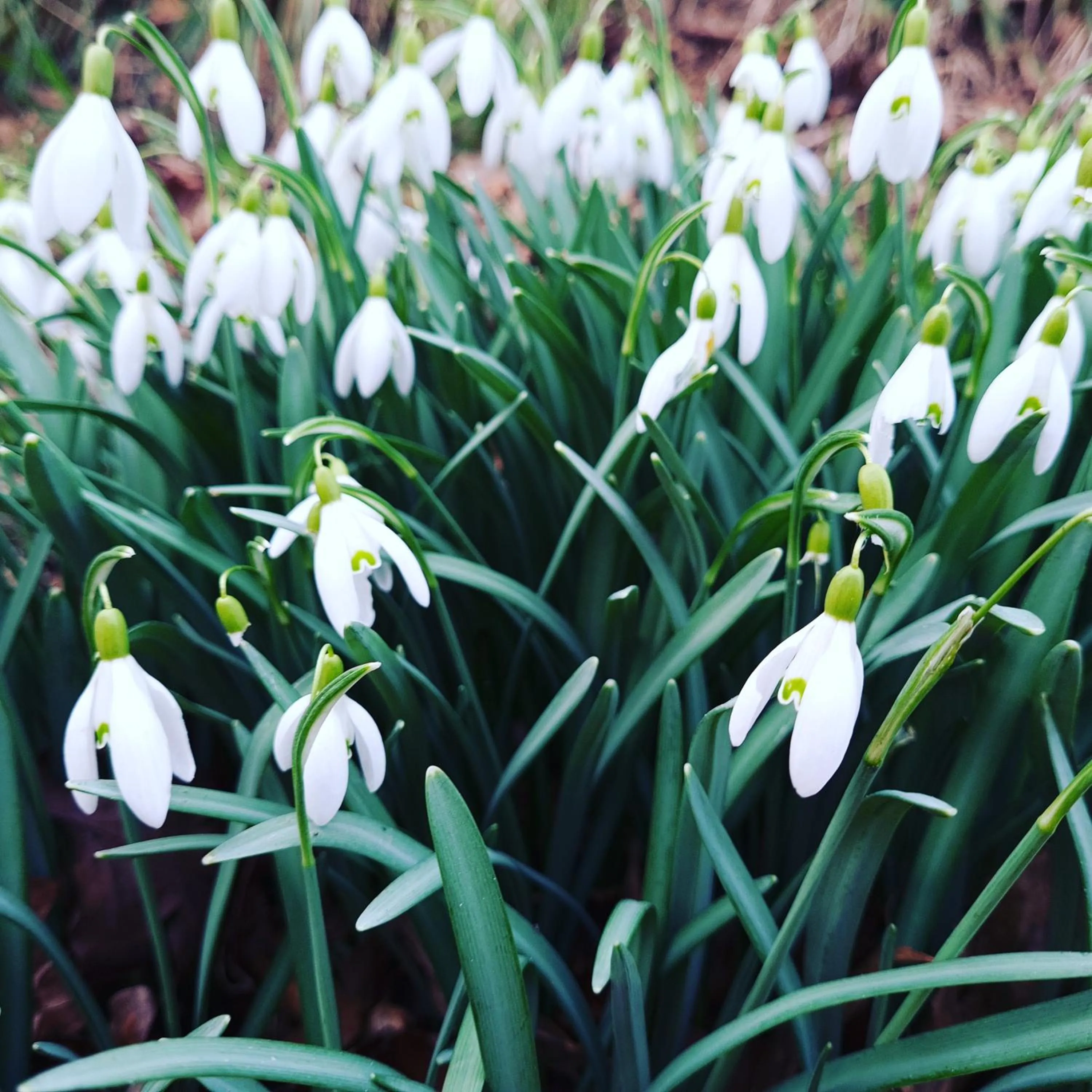 Spring in B&B en vakantiehuis Helene Hoeve