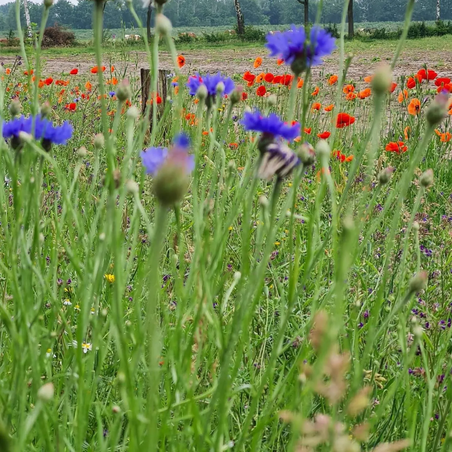 Natural landscape in B&B en vakantiehuis Helene Hoeve