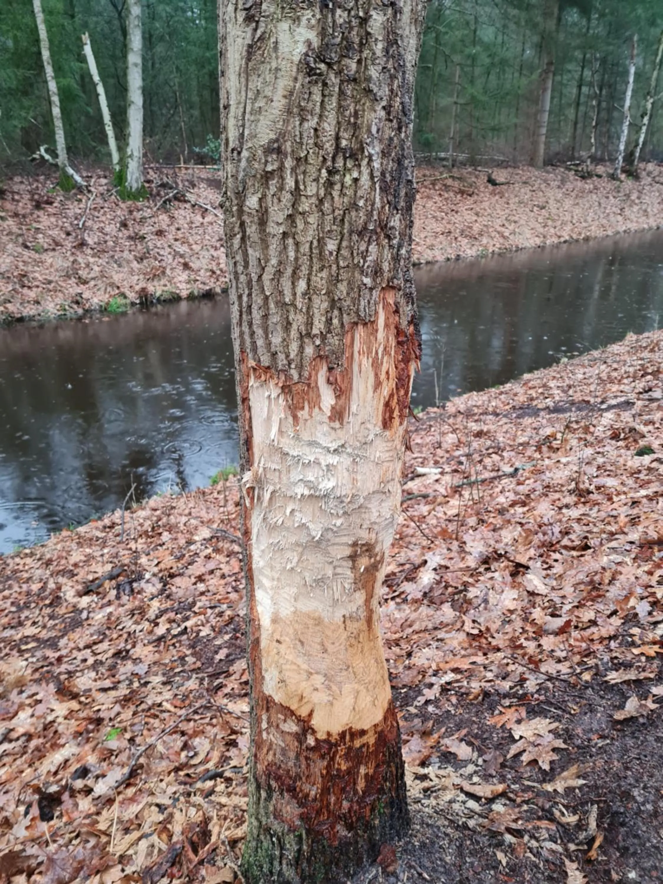 Natural landscape in B&B en vakantiehuis Helene Hoeve