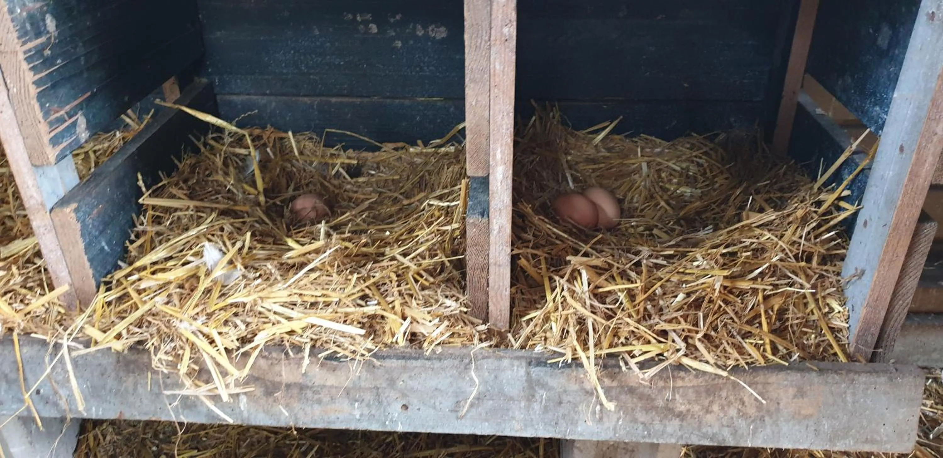 Food and drinks in B&B en vakantiehuis Helene Hoeve