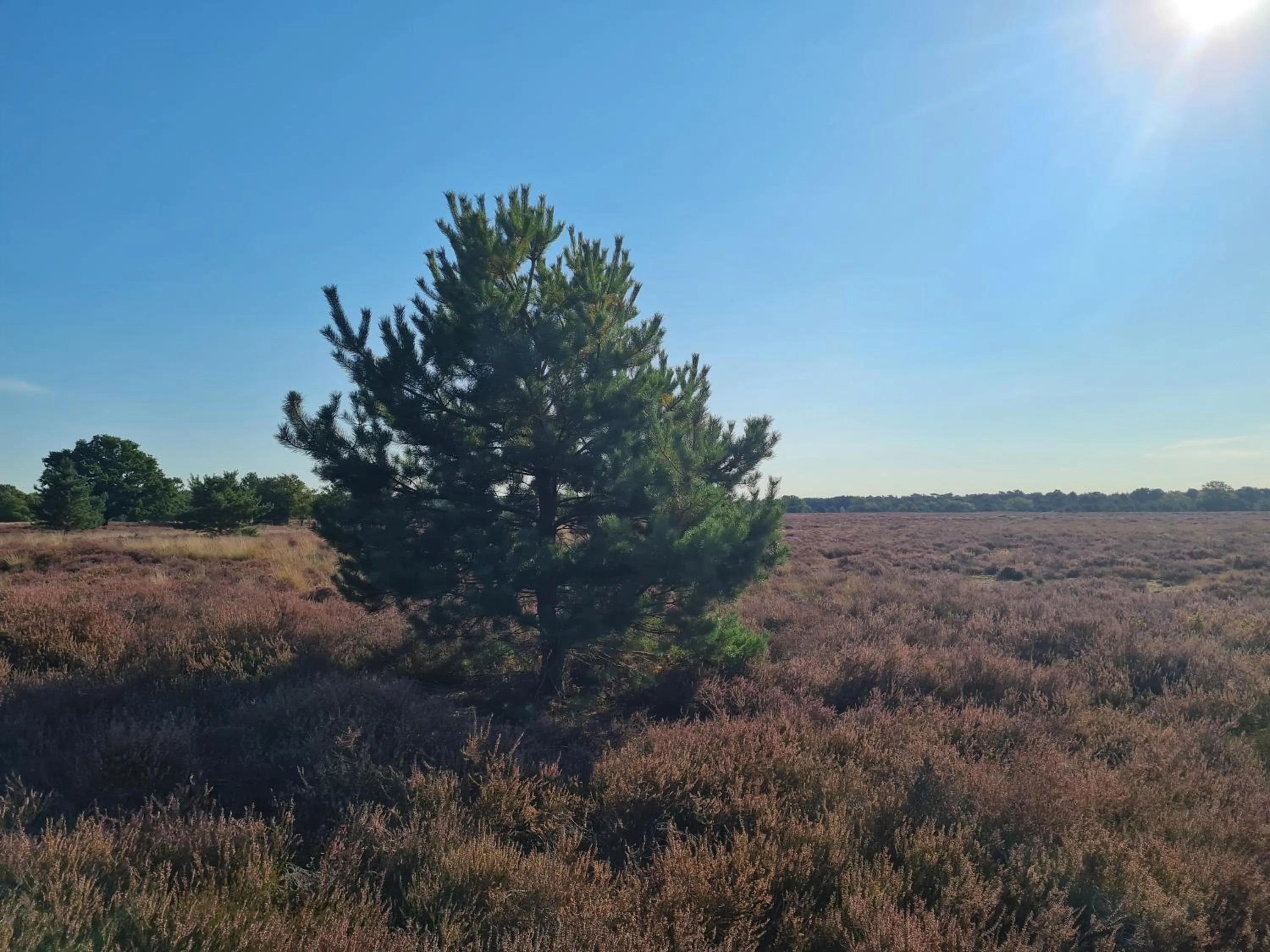 Day in B&B en vakantiehuis Helene Hoeve