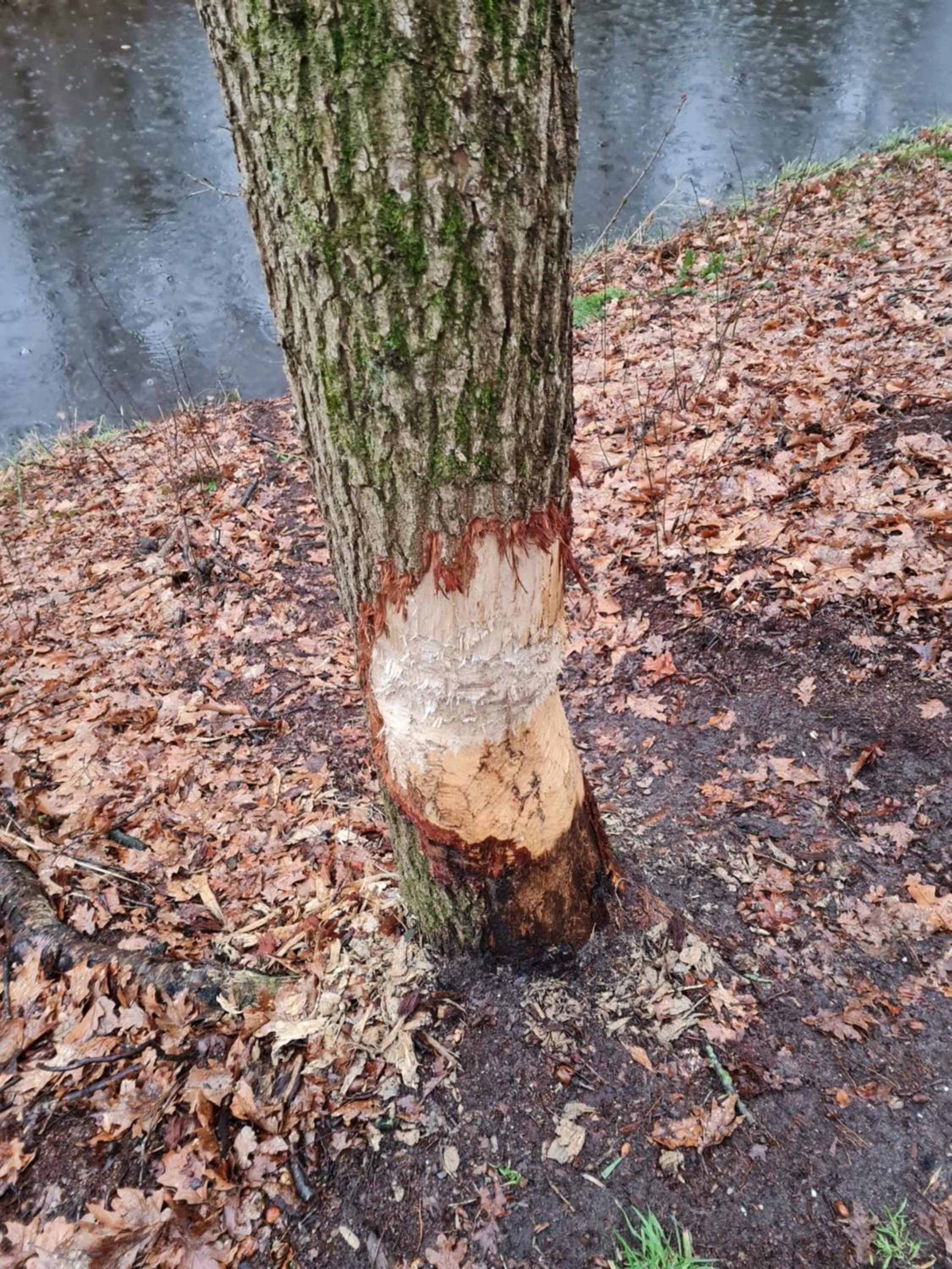 Natural landscape in B&B en vakantiehuis Helene Hoeve