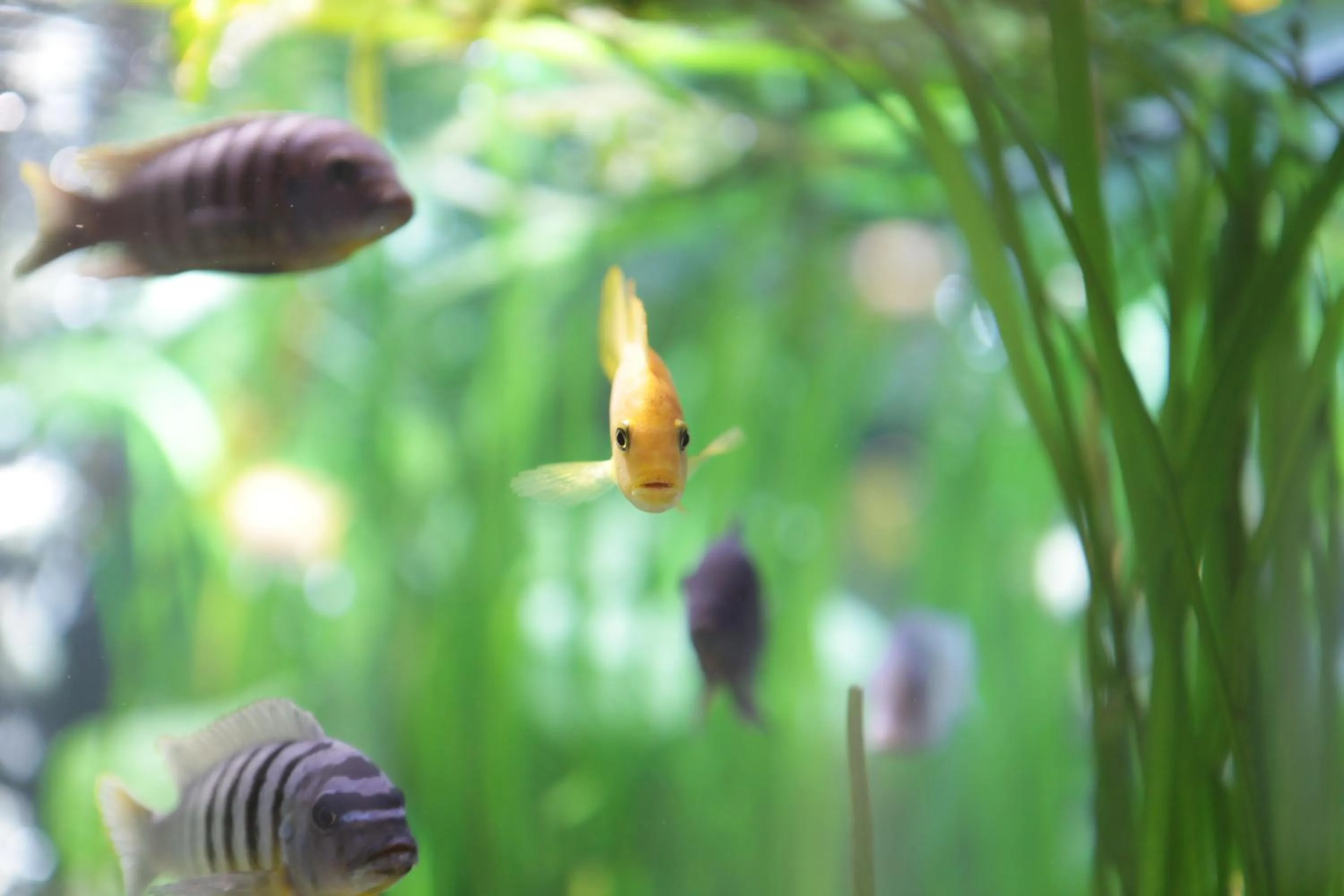 Animals in Stadthotel Kassel