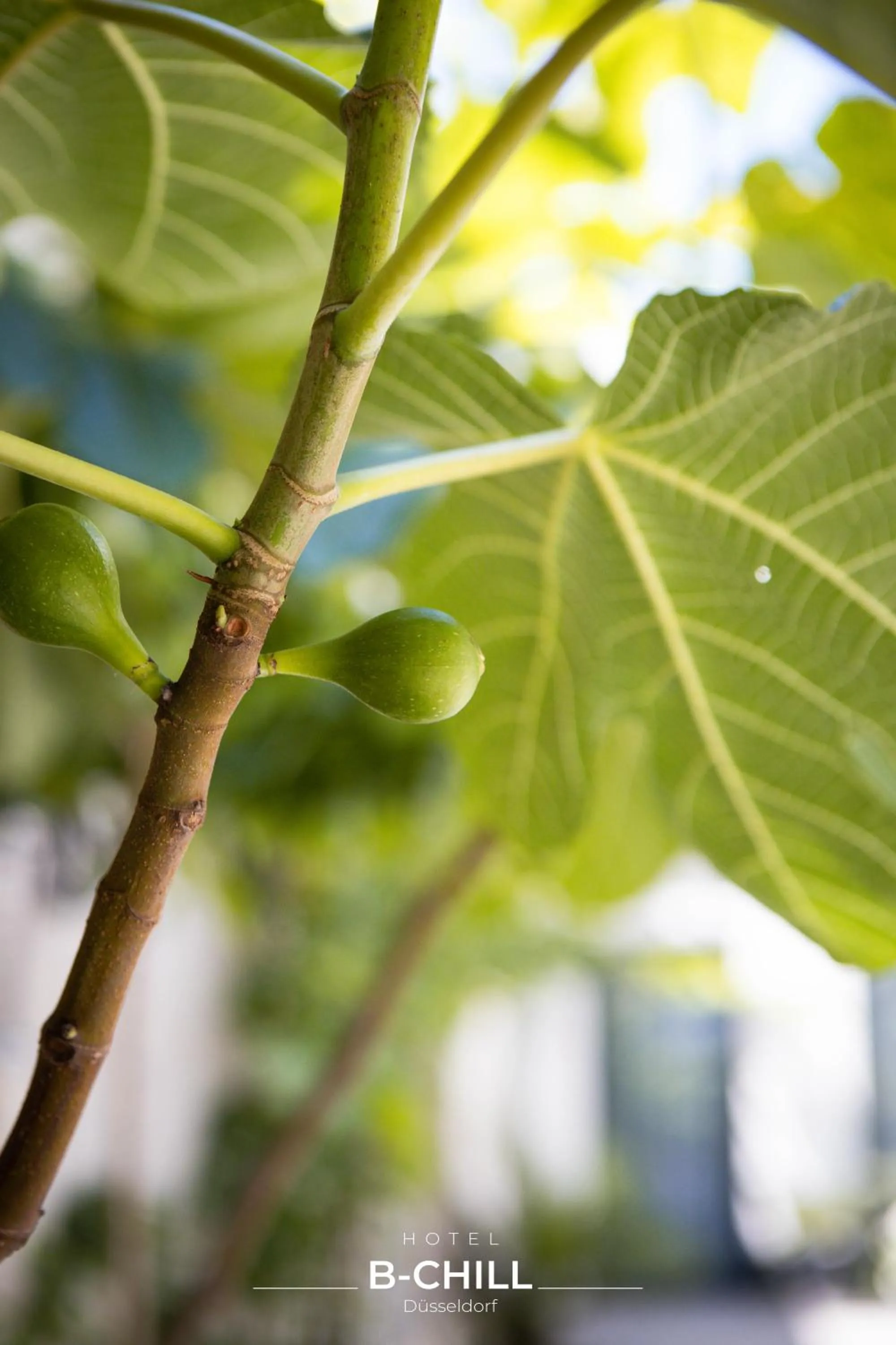 Spring in B-Chill Düsseldorf
