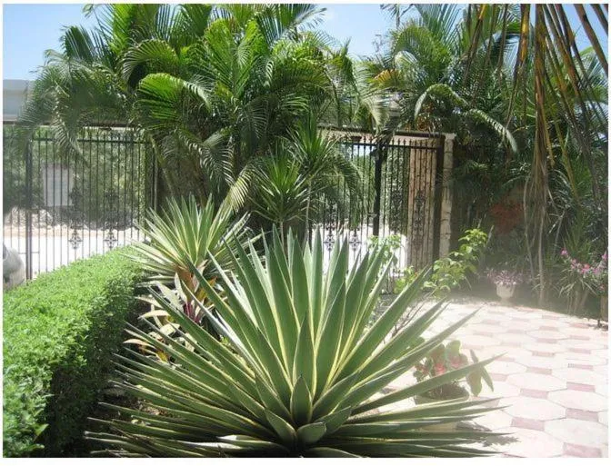 Garden in Mansion Giahn Bed & Breakfast