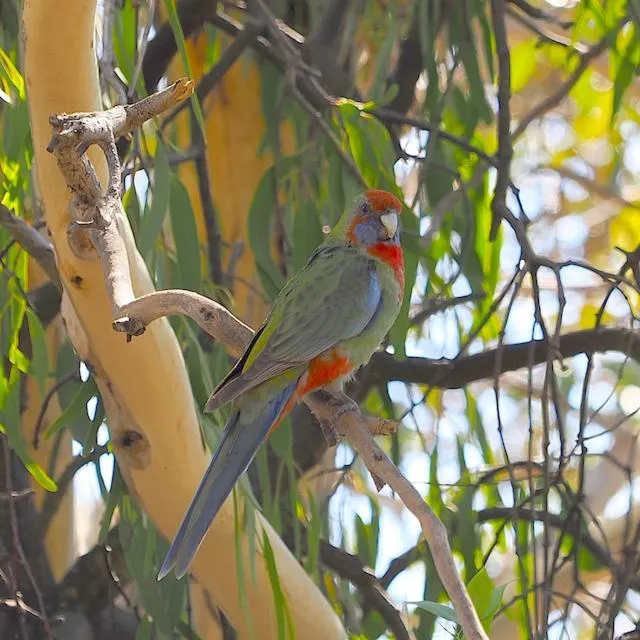 Garden in Halls Haven Holiday Units