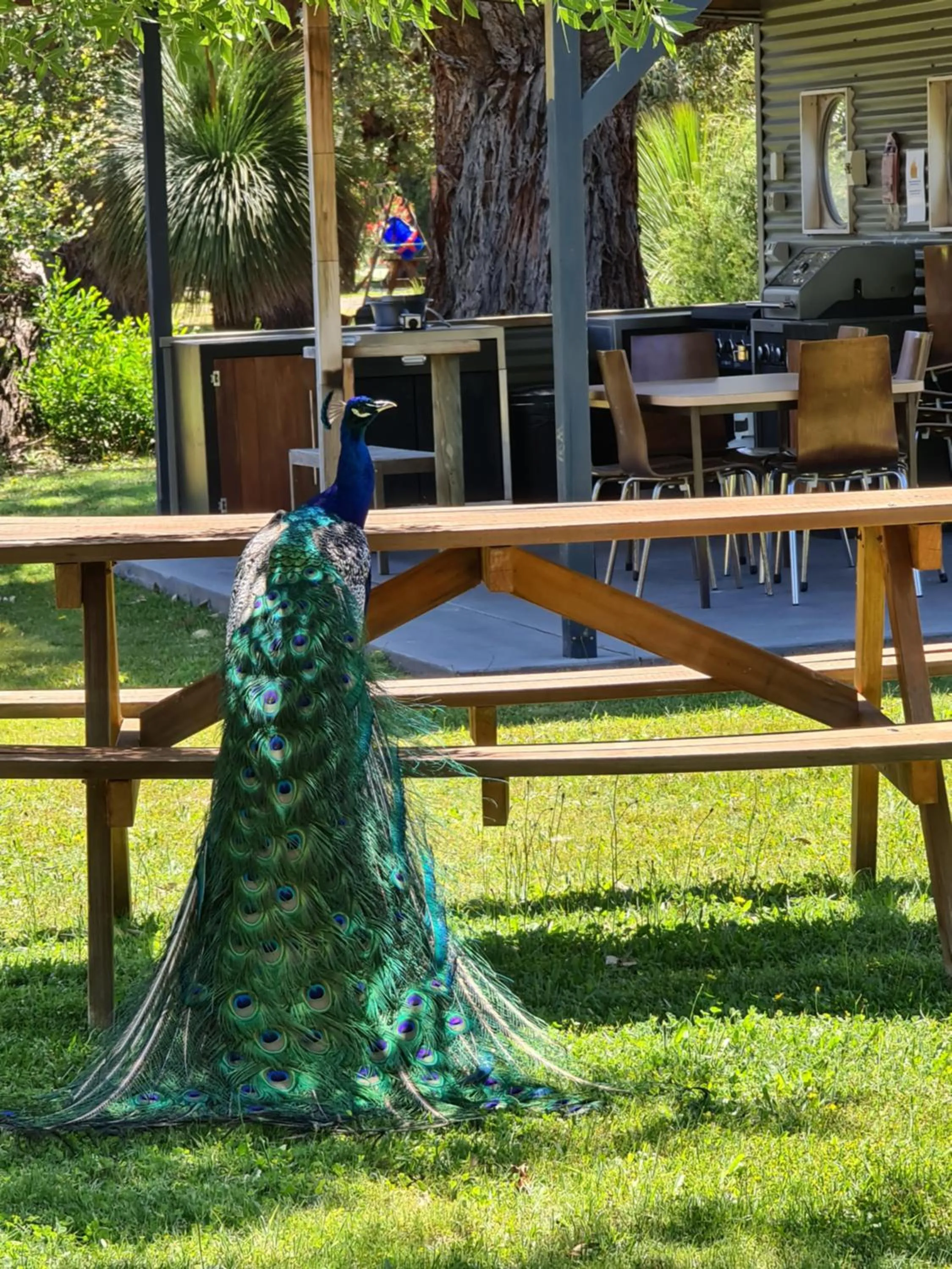 BBQ facilities in Halls Haven Holiday Units