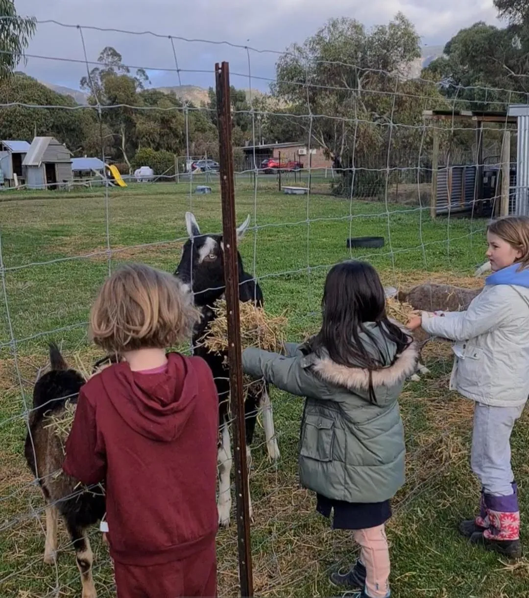 Animals in Halls Haven Holiday Units