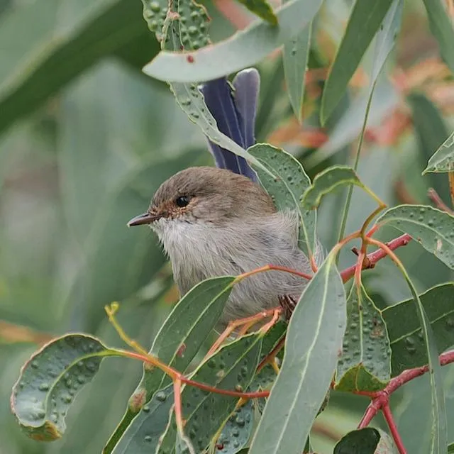 Animals in Halls Haven Holiday Units