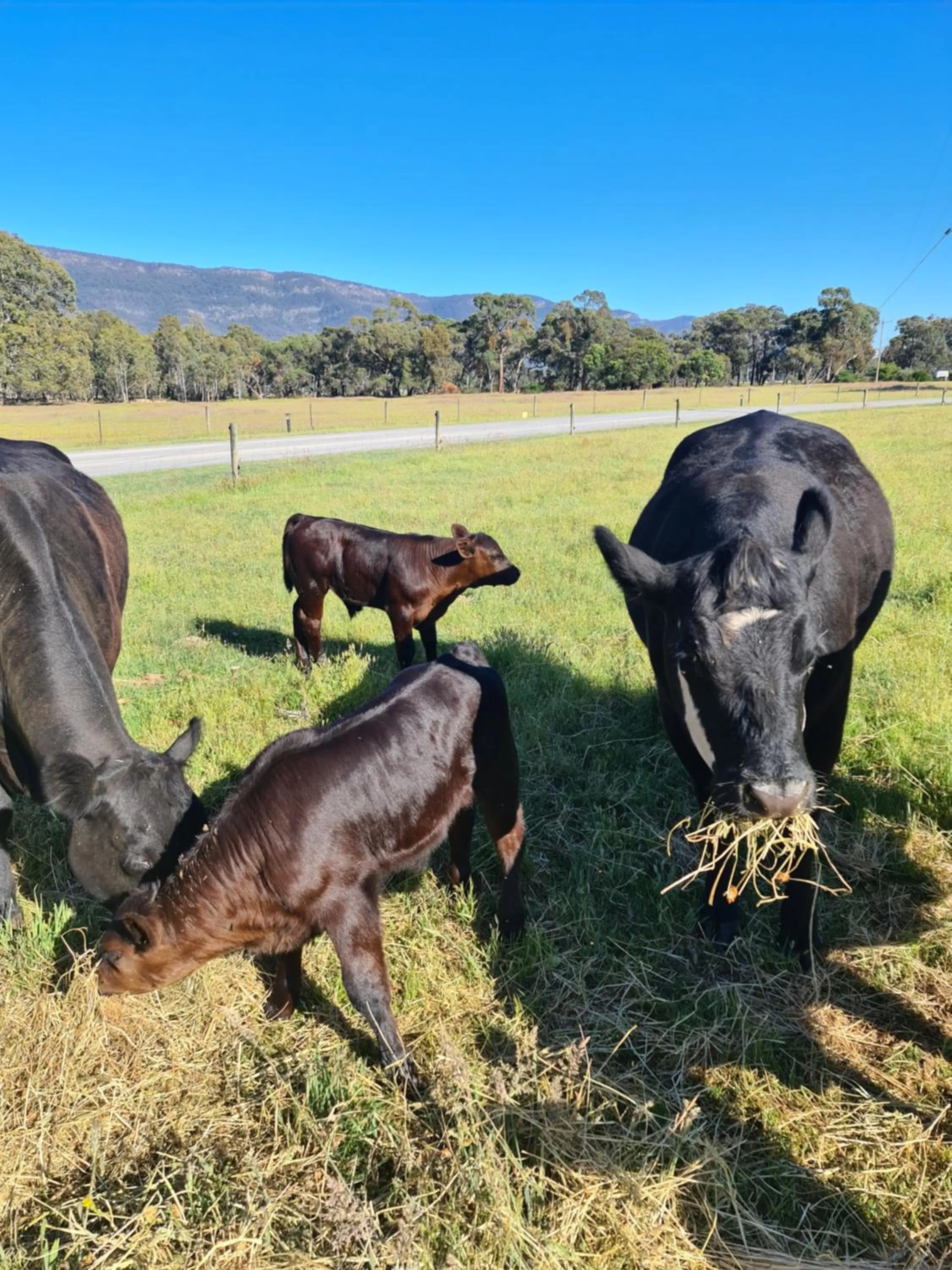 Animals in Halls Haven Holiday Units