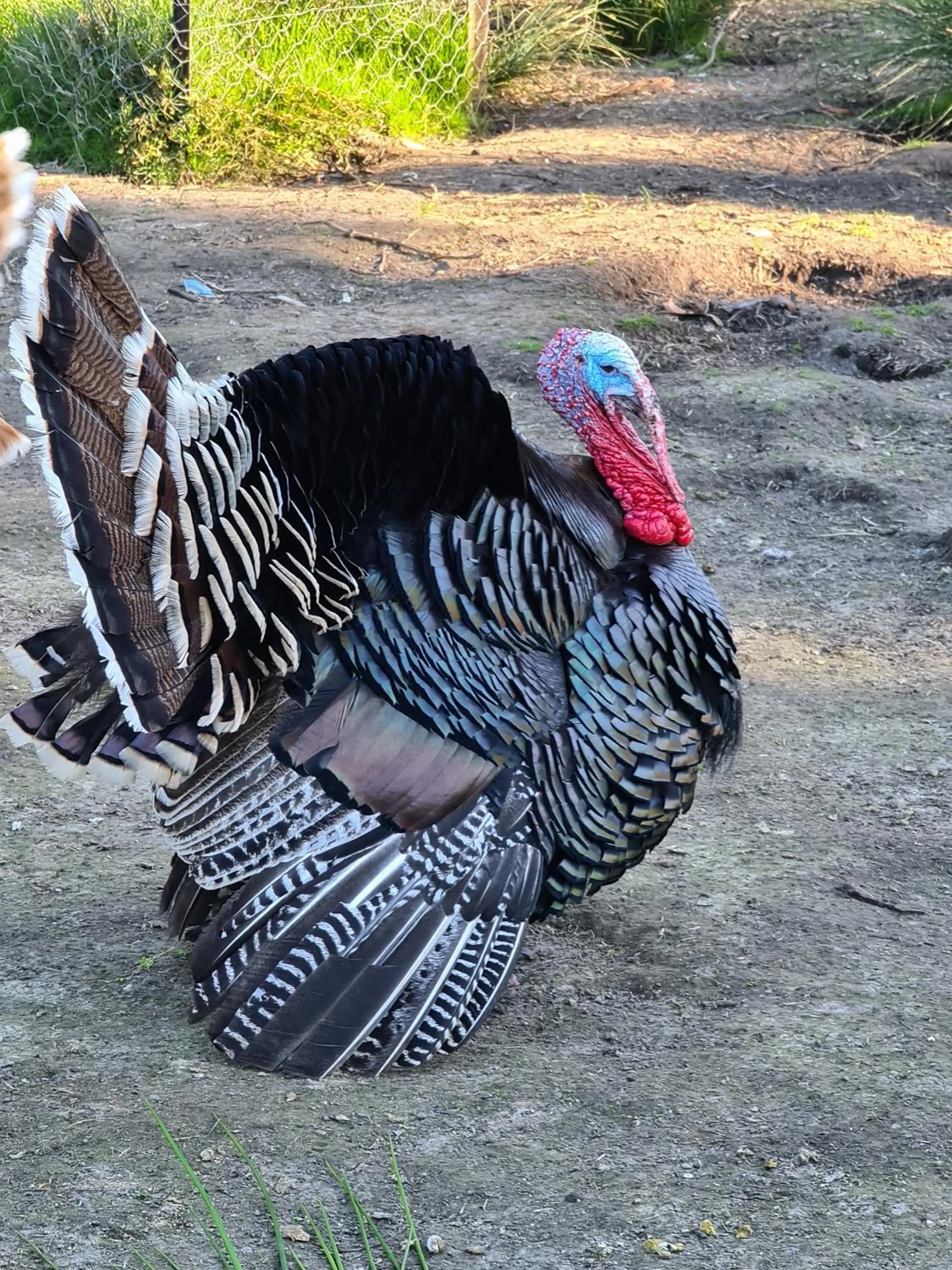 Animals in Halls Haven Holiday Units