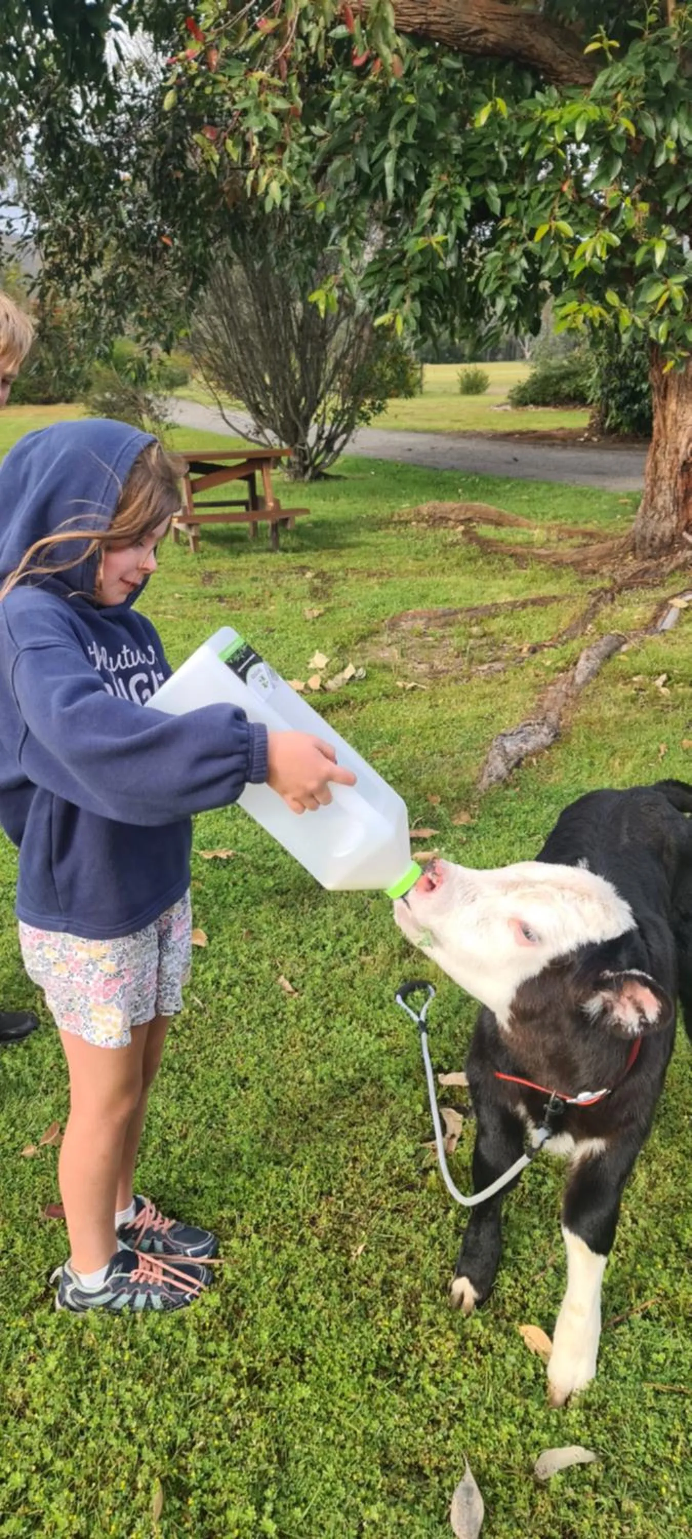 Animals in Halls Haven Holiday Units